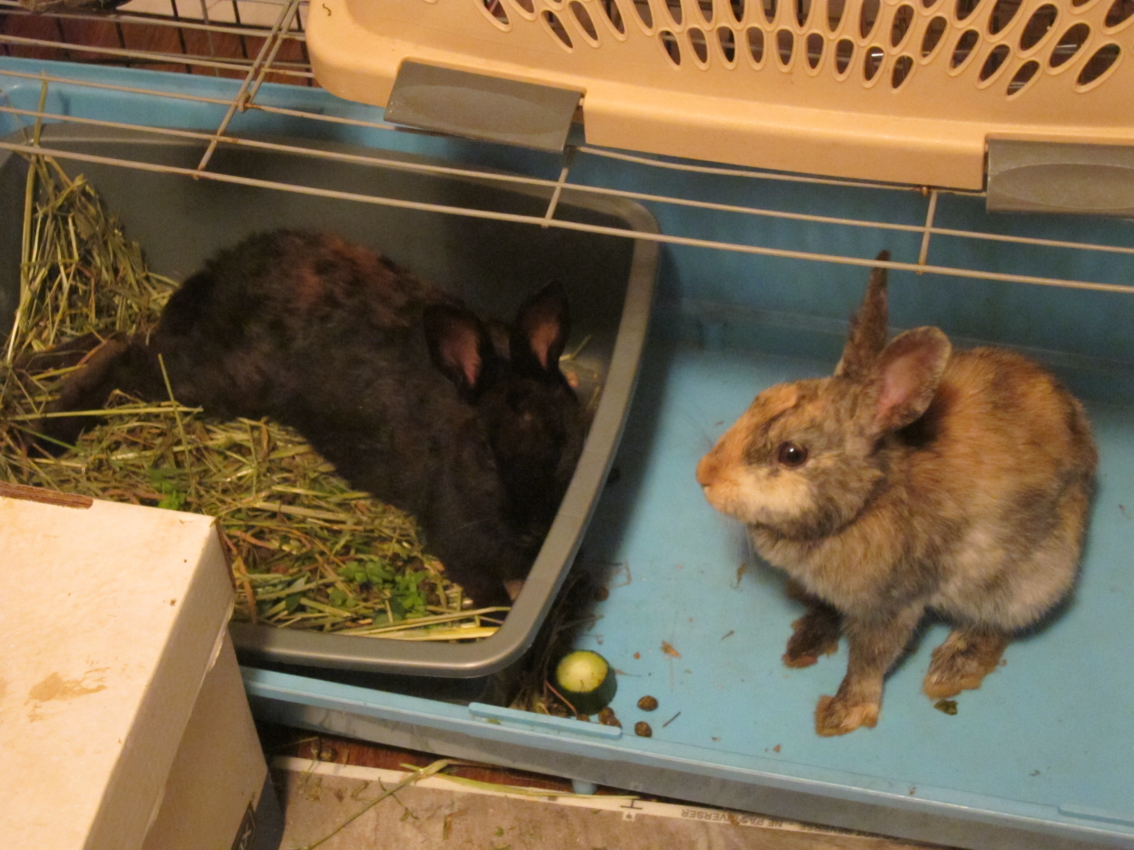 Newborn Bunnies from July 2020