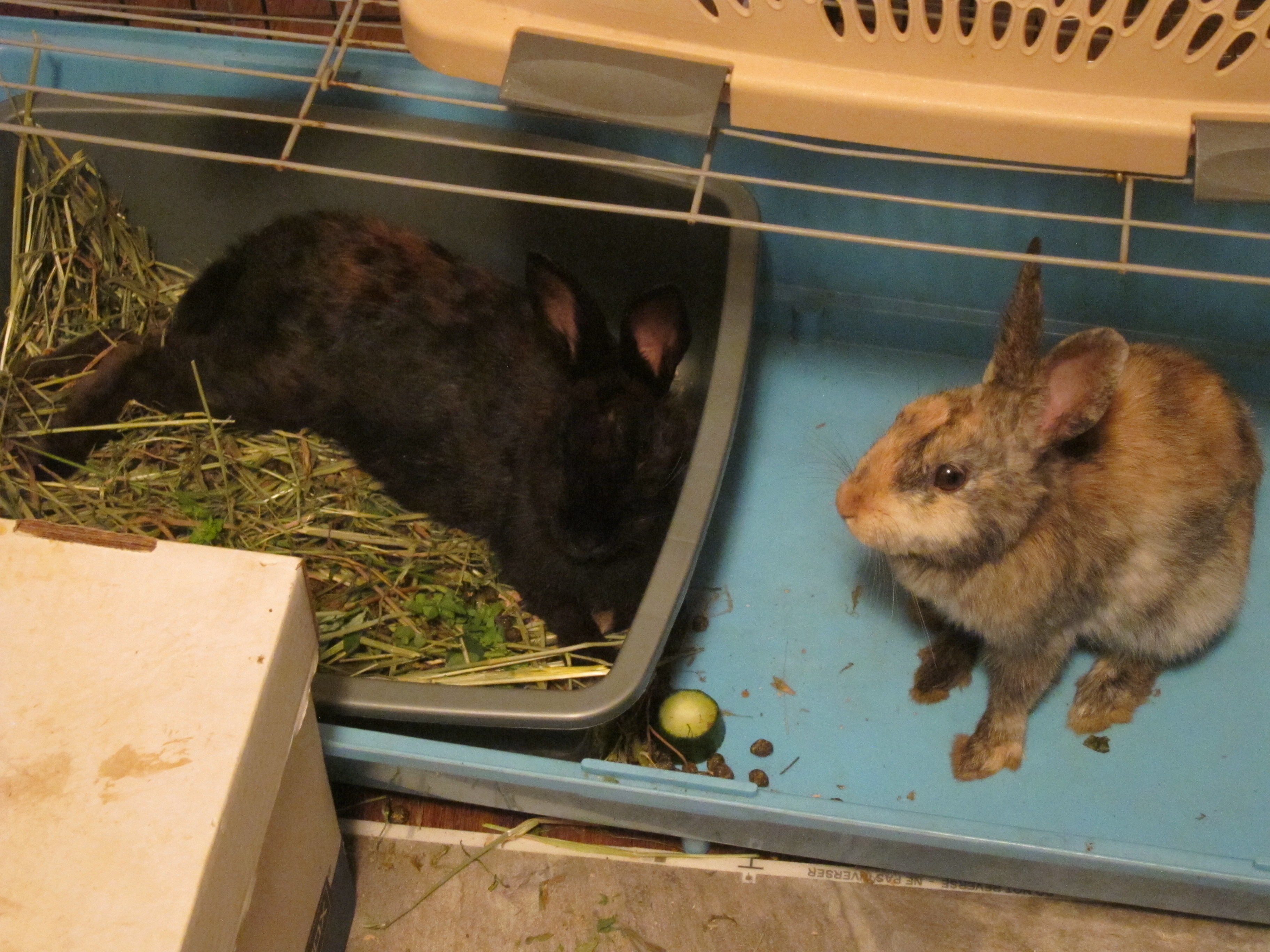 Newborn Bunnies from July 2020