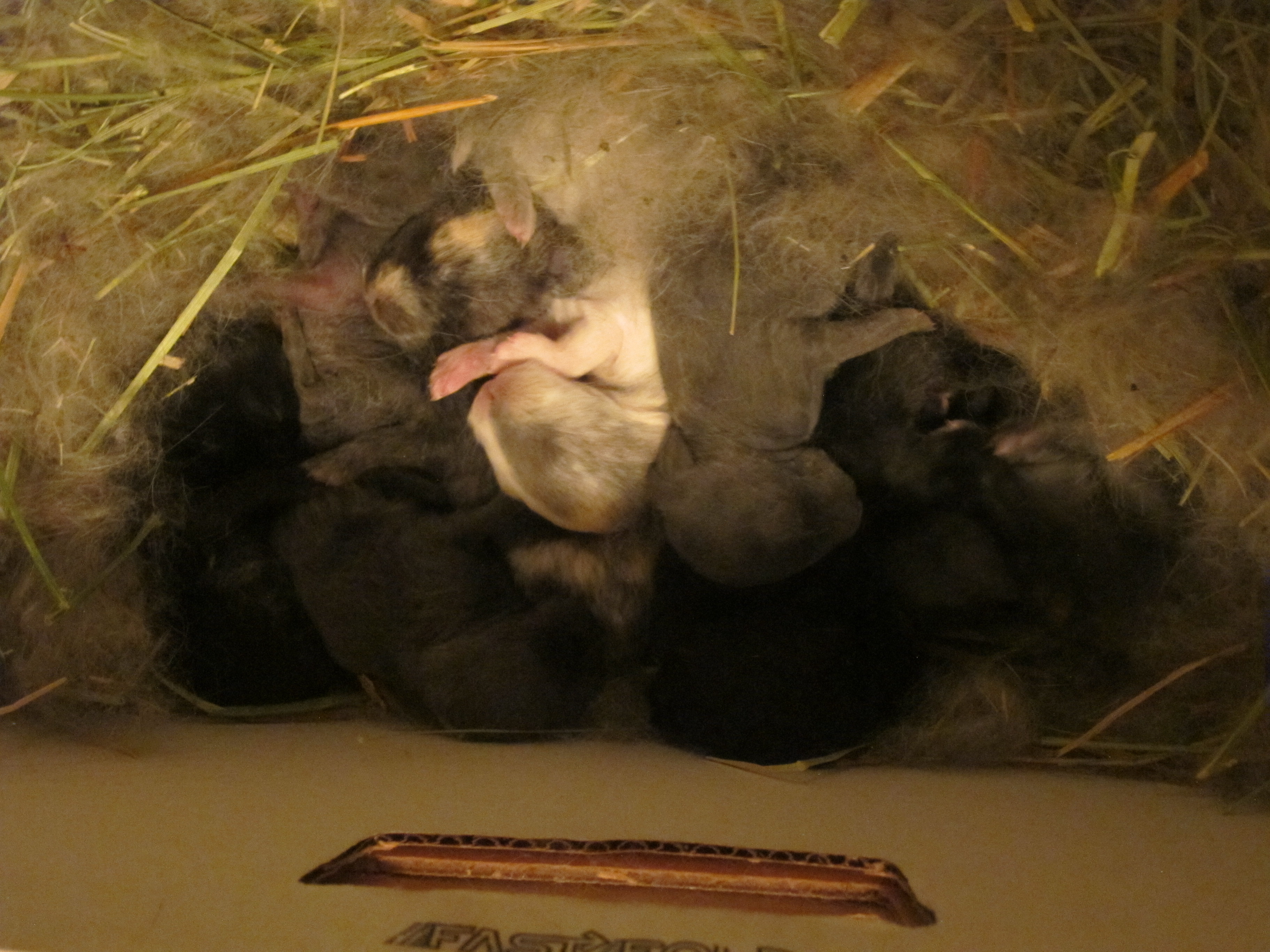 Newborn Bunnies from July 2020