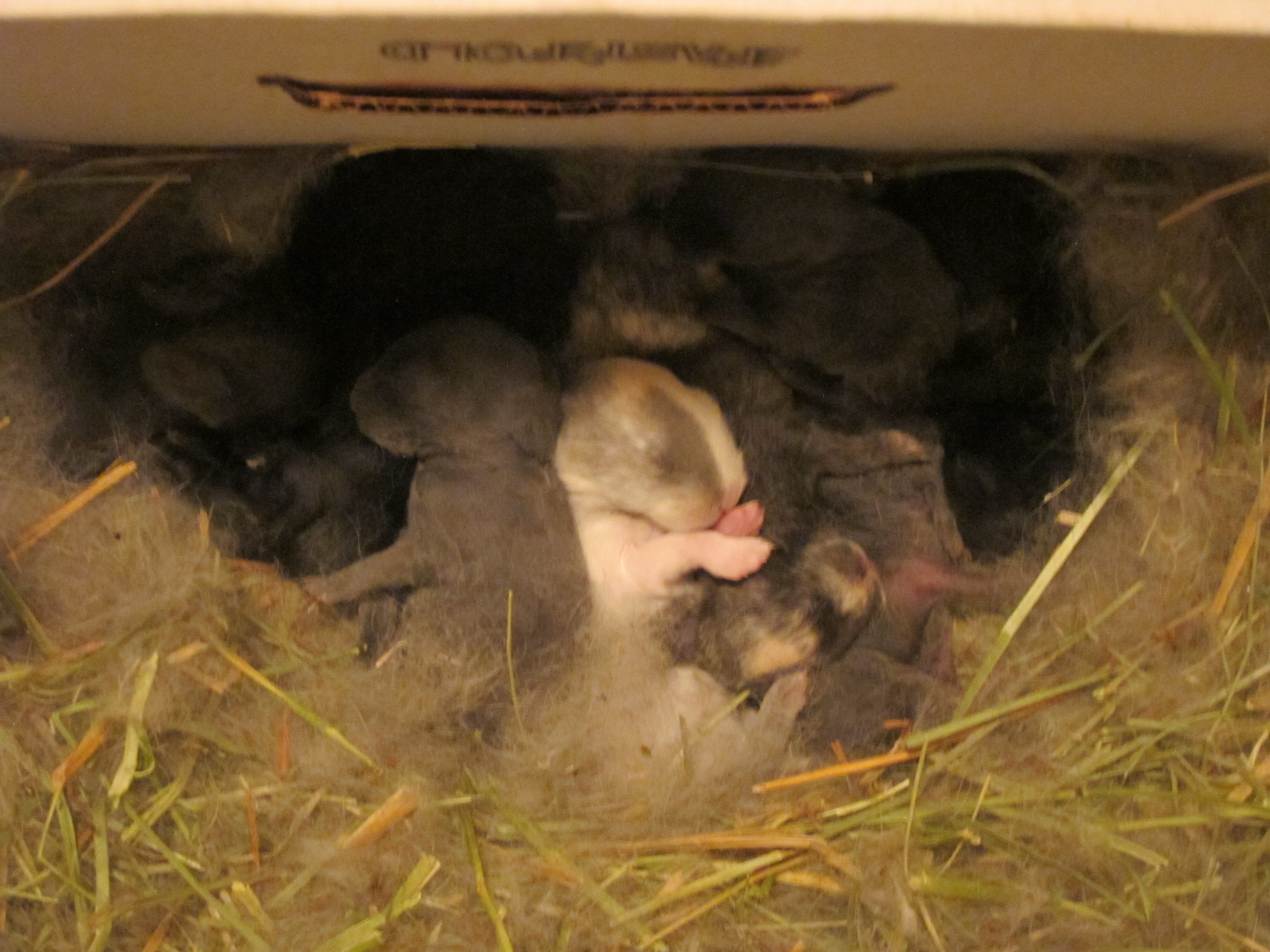 Newborn Bunnies from July 2020