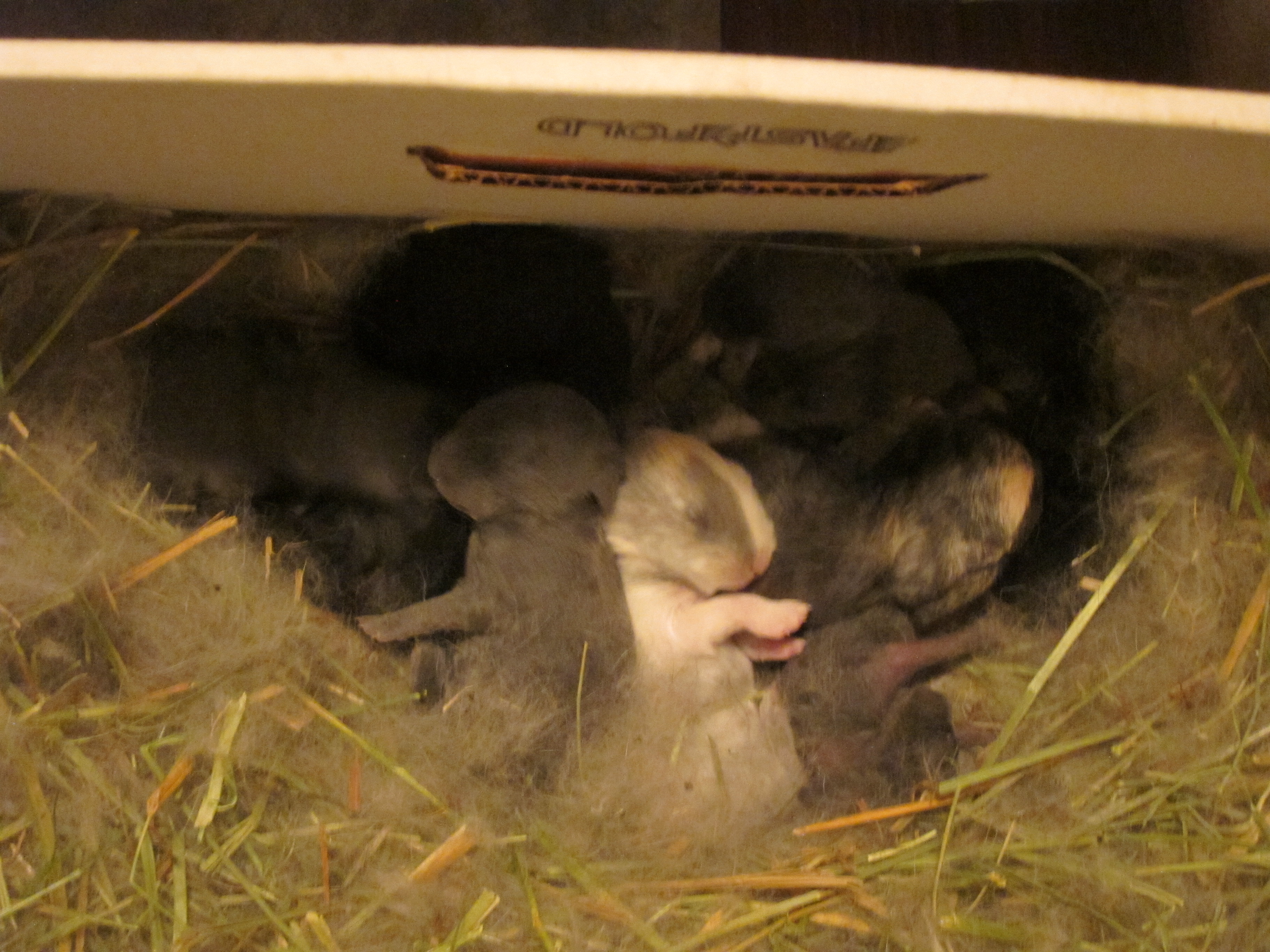 Newborn Bunnies from July 2020