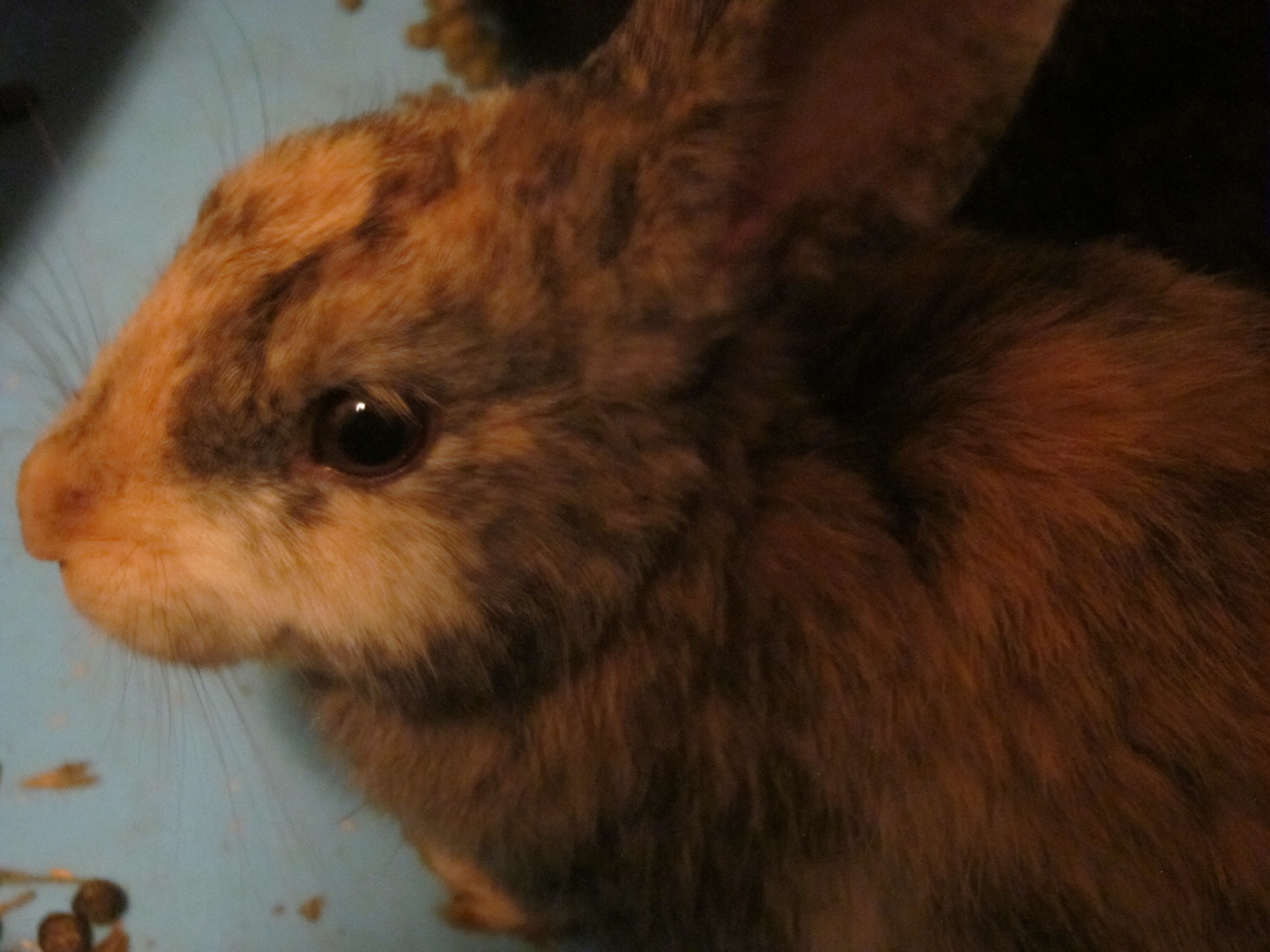 Newborn Bunnies from July 2020