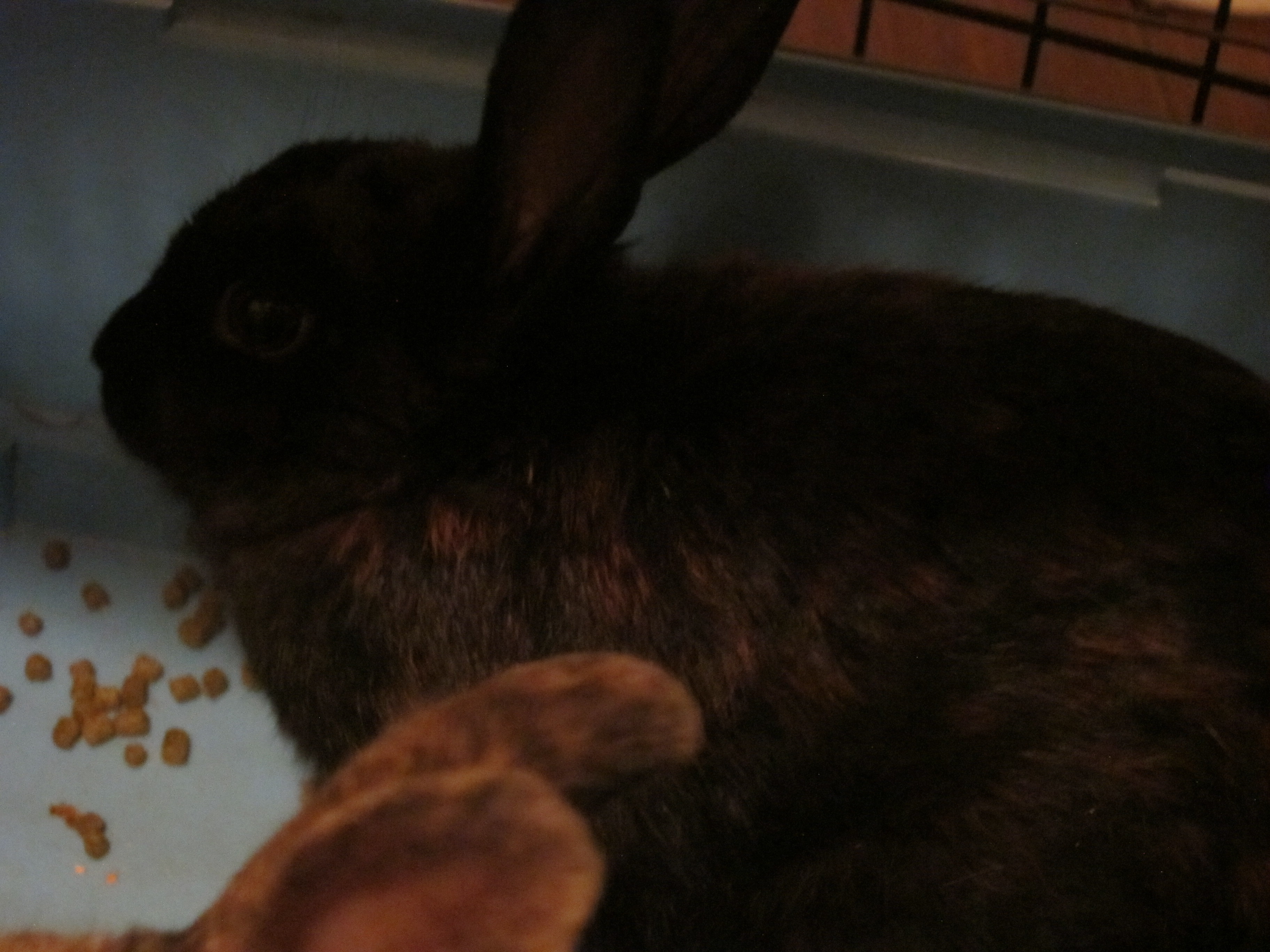 Newborn Bunnies from July 2020