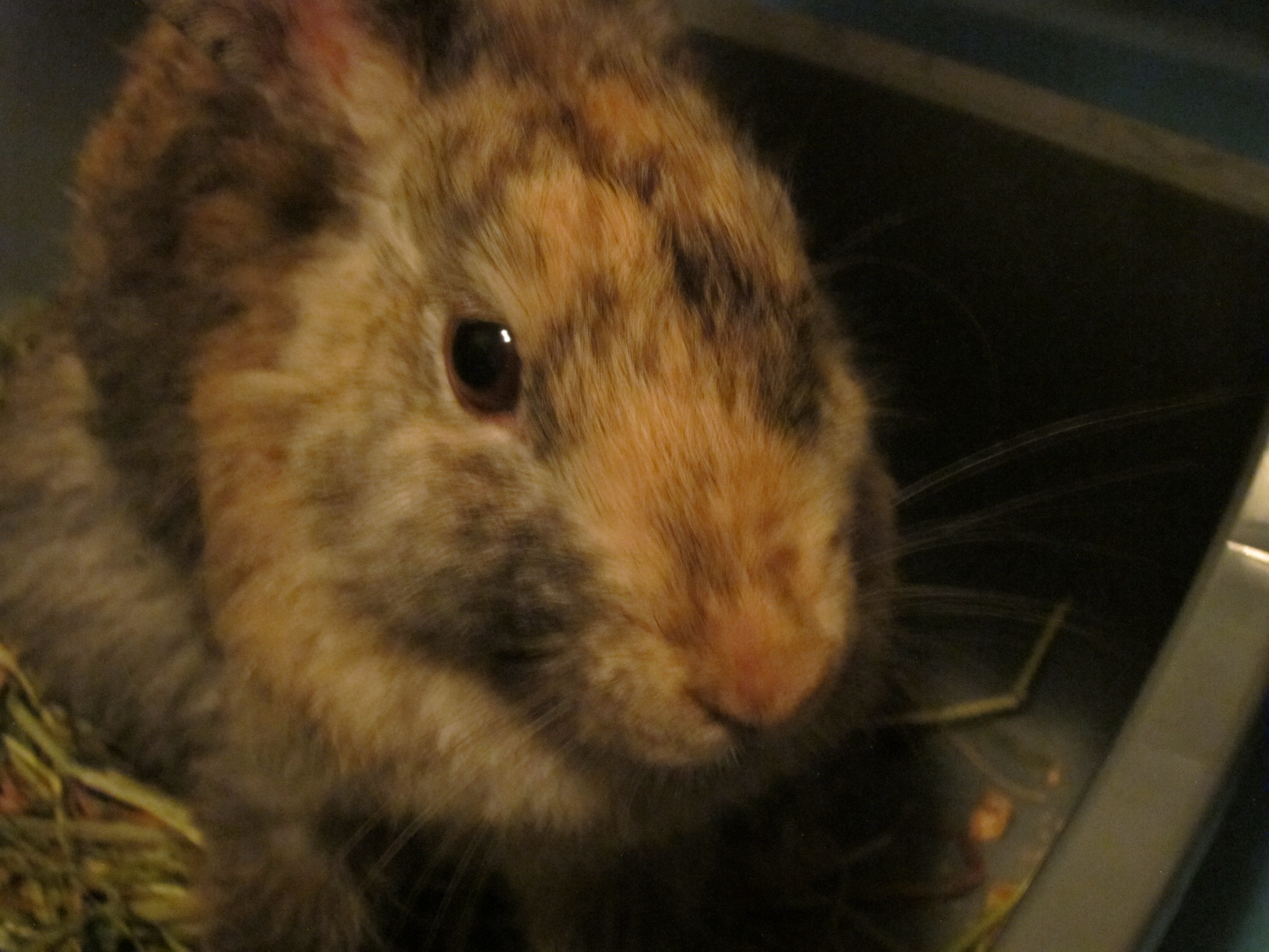 Newborn Bunnies from July 2020