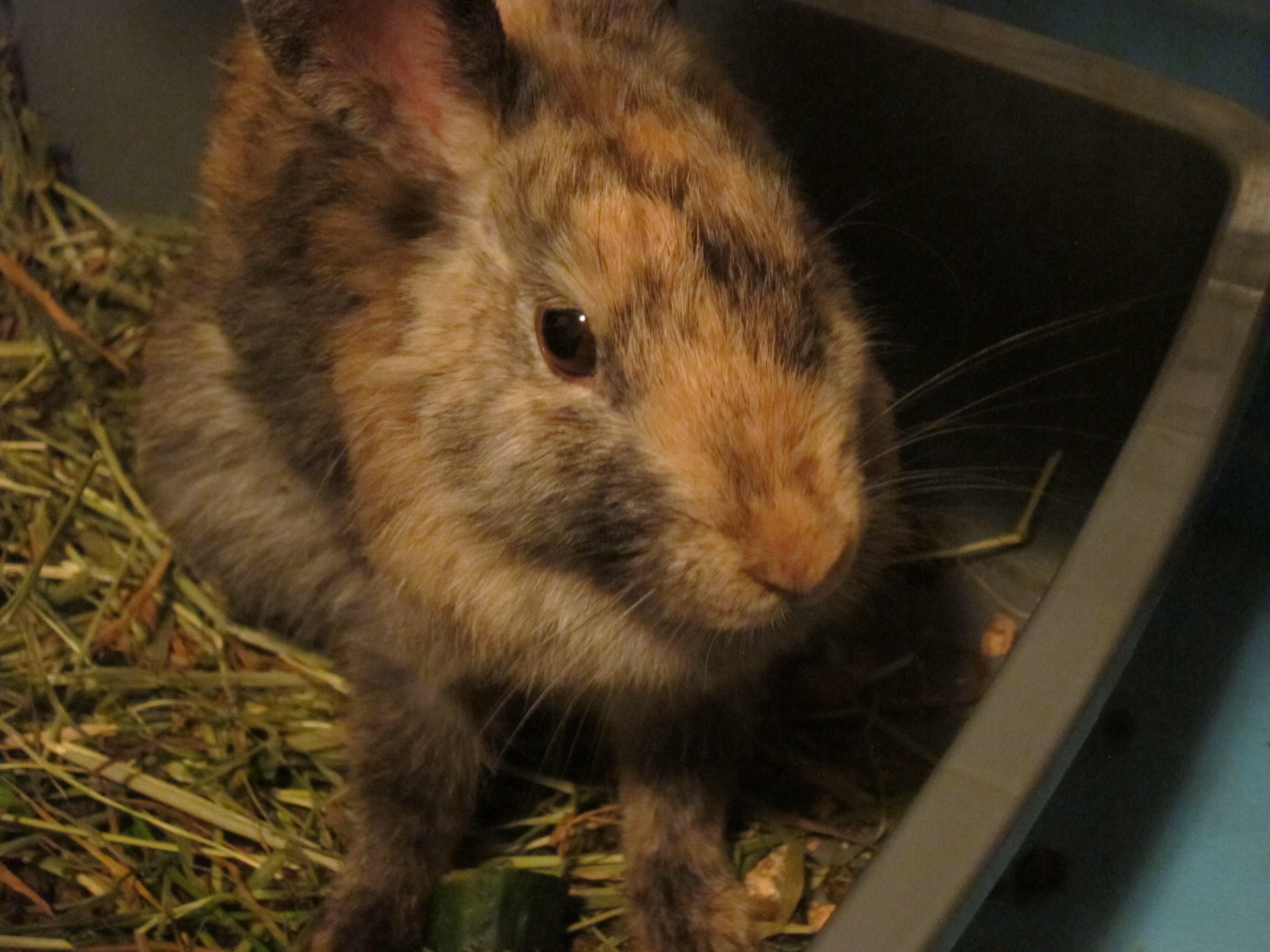 Newborn Bunnies from July 2020