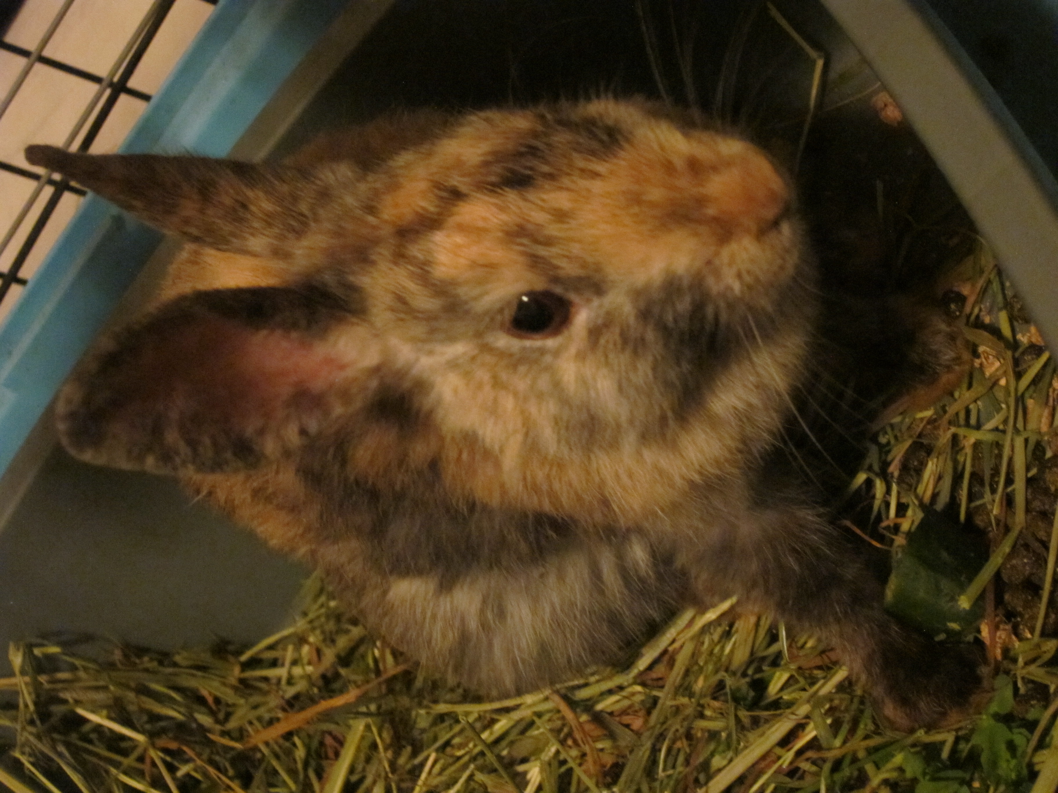 Newborn Bunnies from July 2020