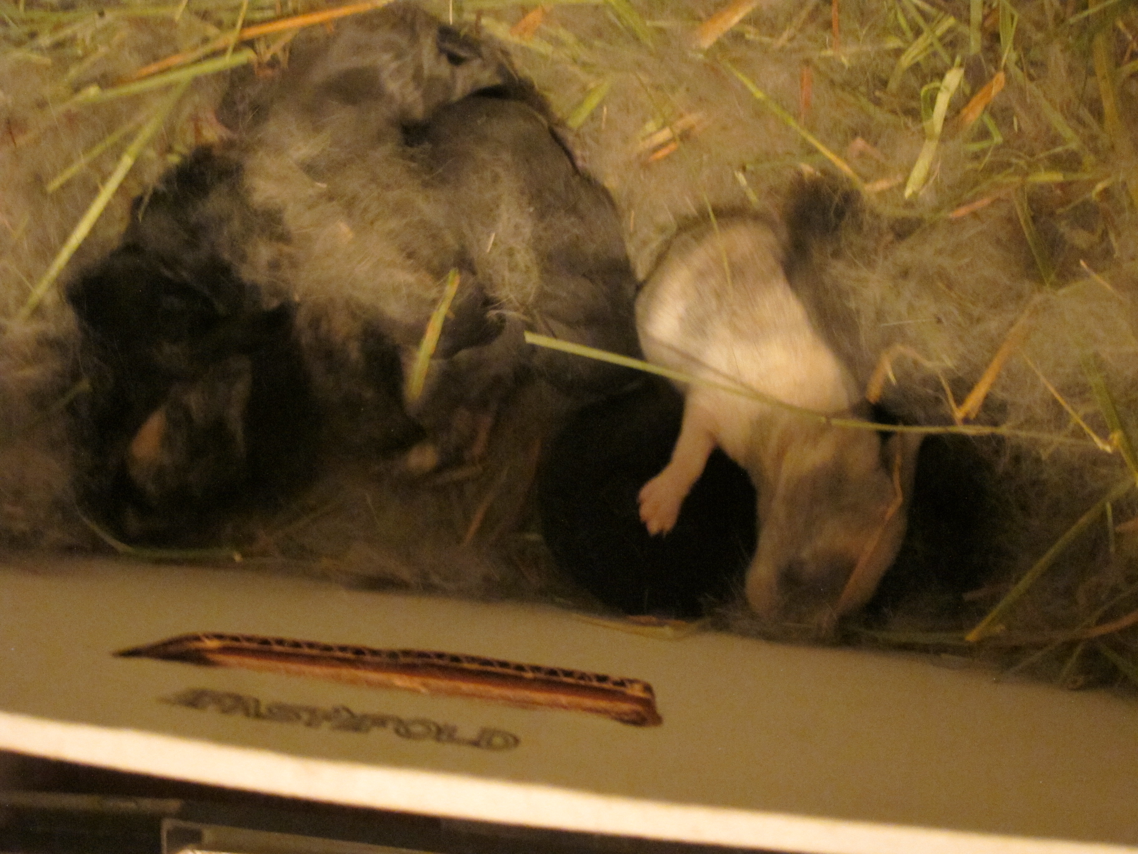 Newborn Bunnies from July 2020