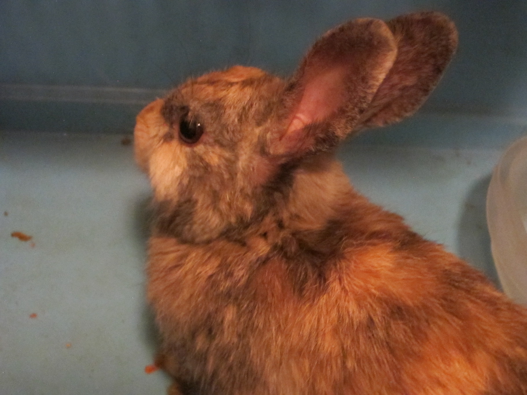 Newborn Bunnies from July 2020