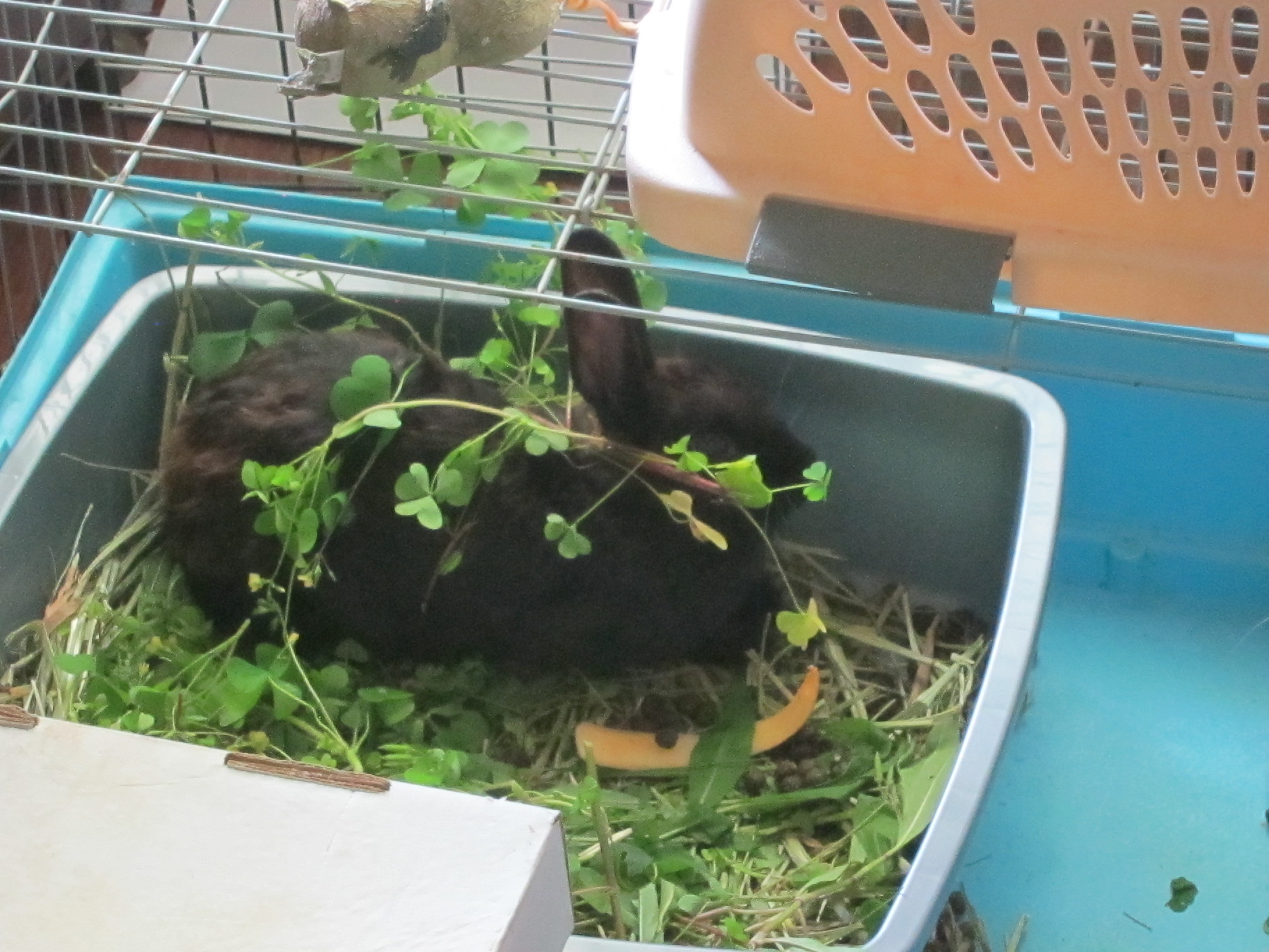 Newborn Bunnies from July 2020