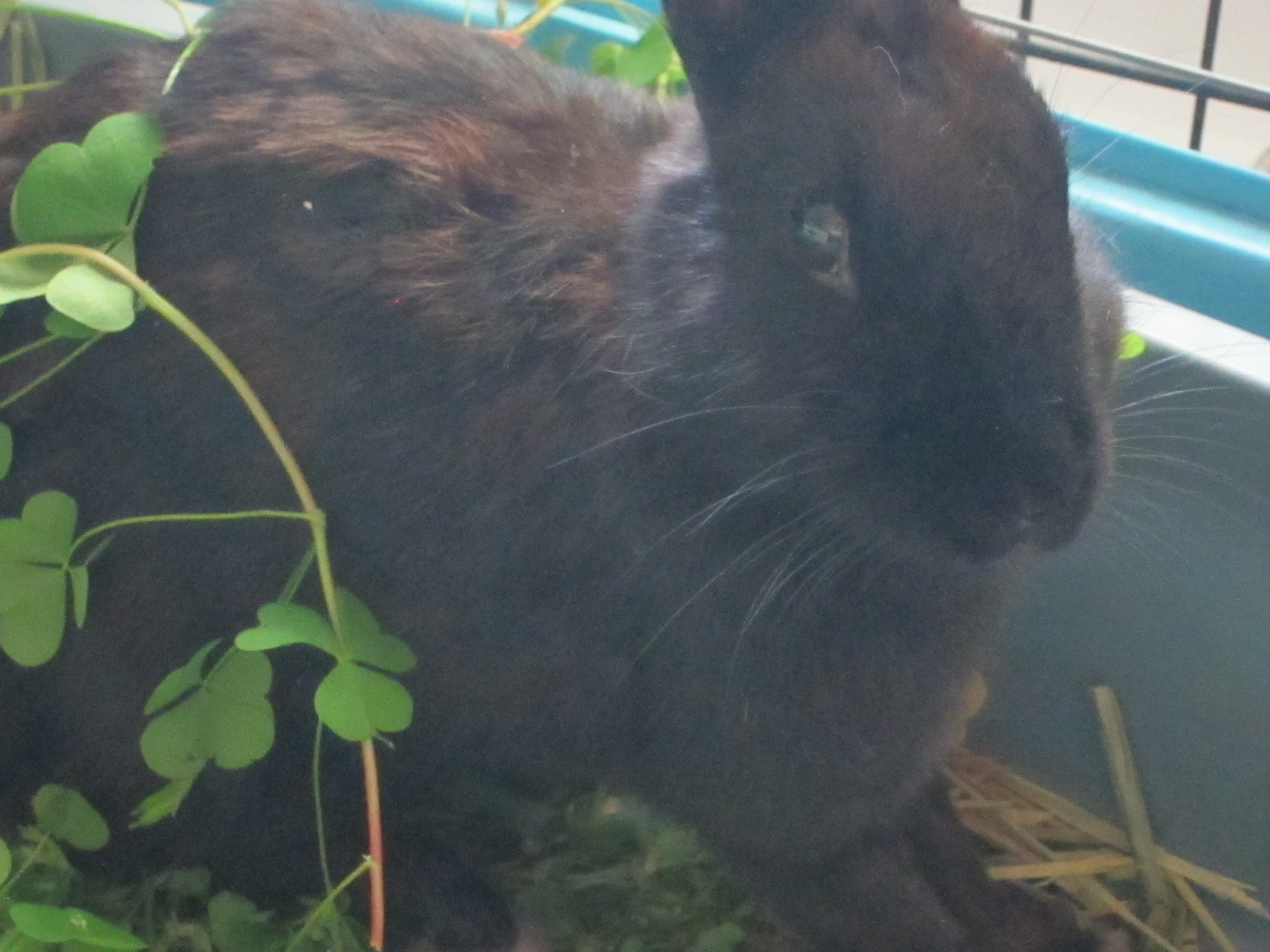 Newborn Bunnies from July 2020