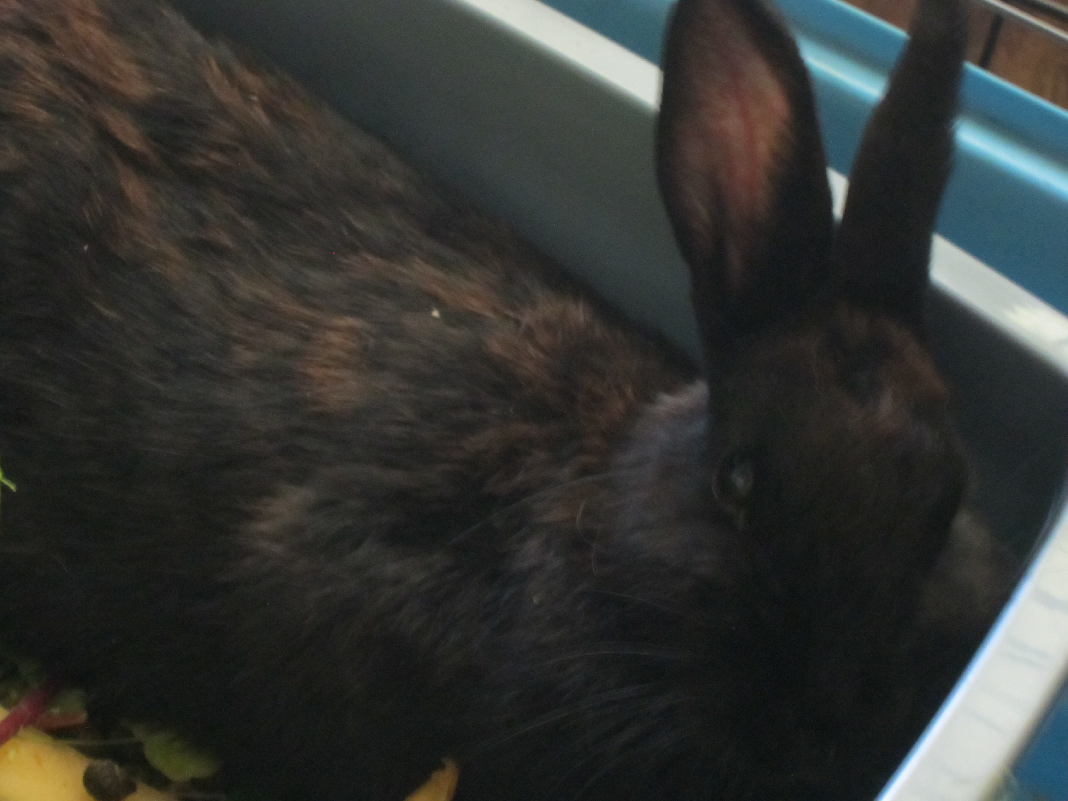 Newborn Bunnies from July 2020