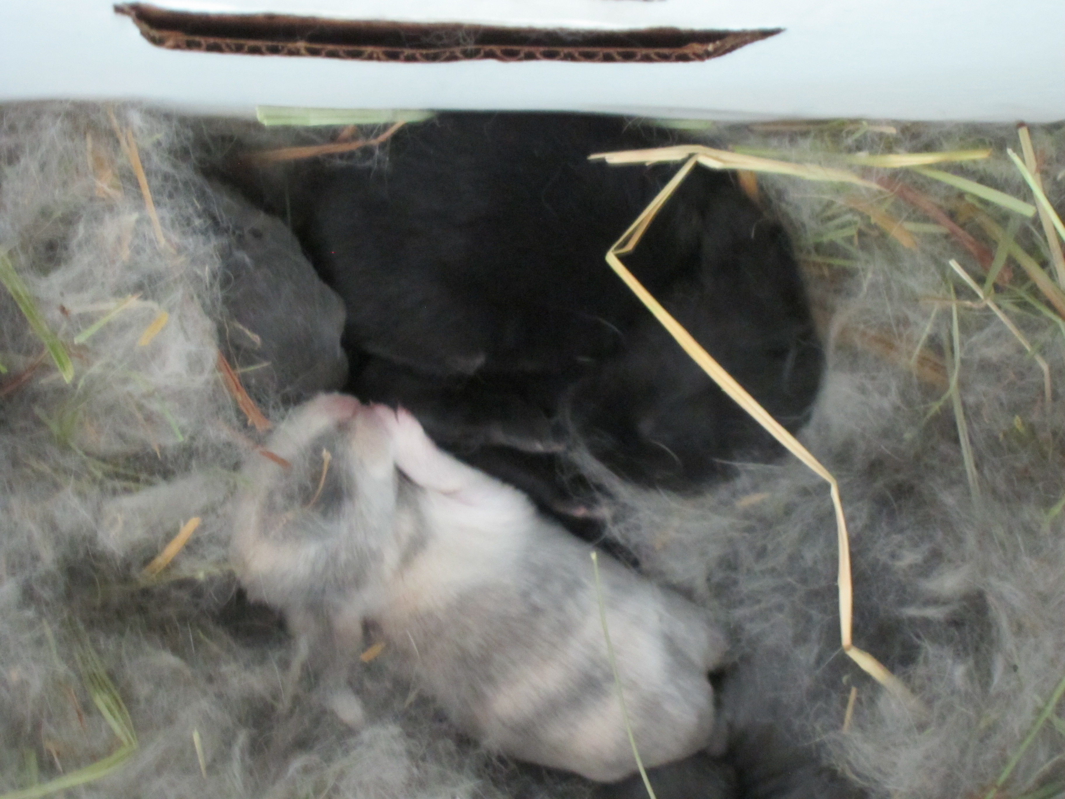 Newborn Bunnies from July 2020