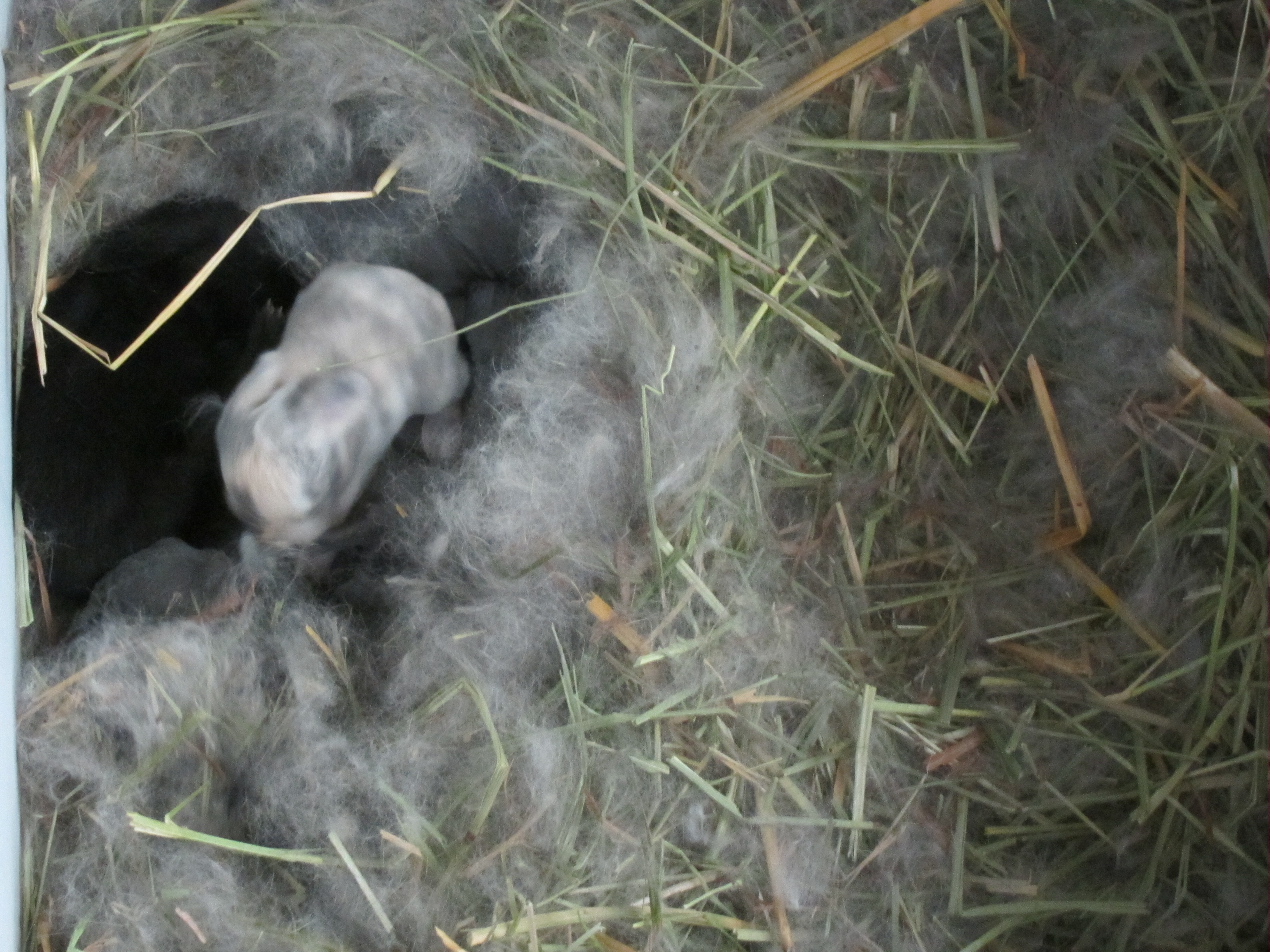 Newborn Bunnies from July 2020