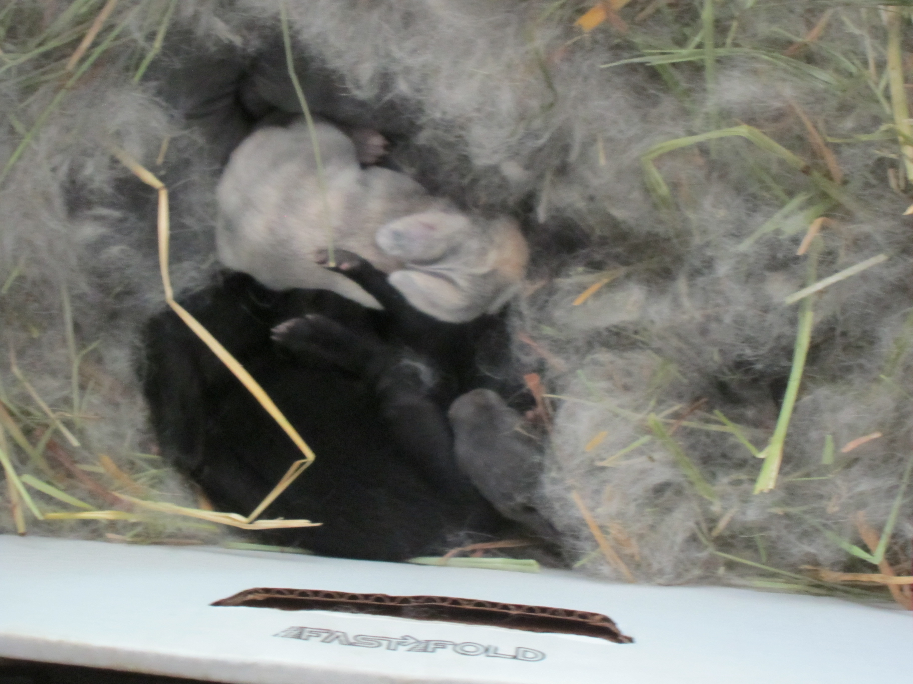 Newborn Bunnies from July 2020