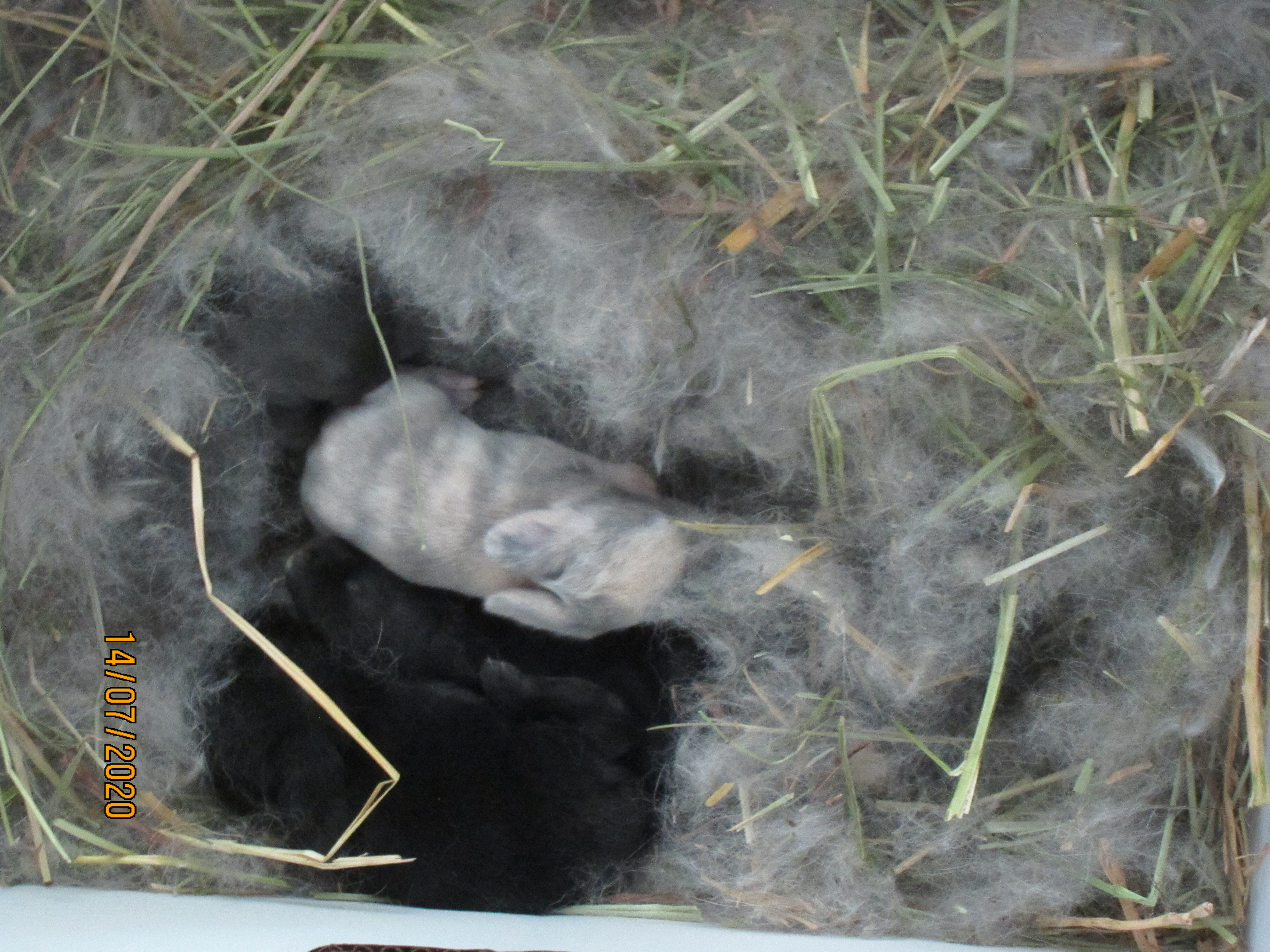 Newborn Bunnies from July 2020