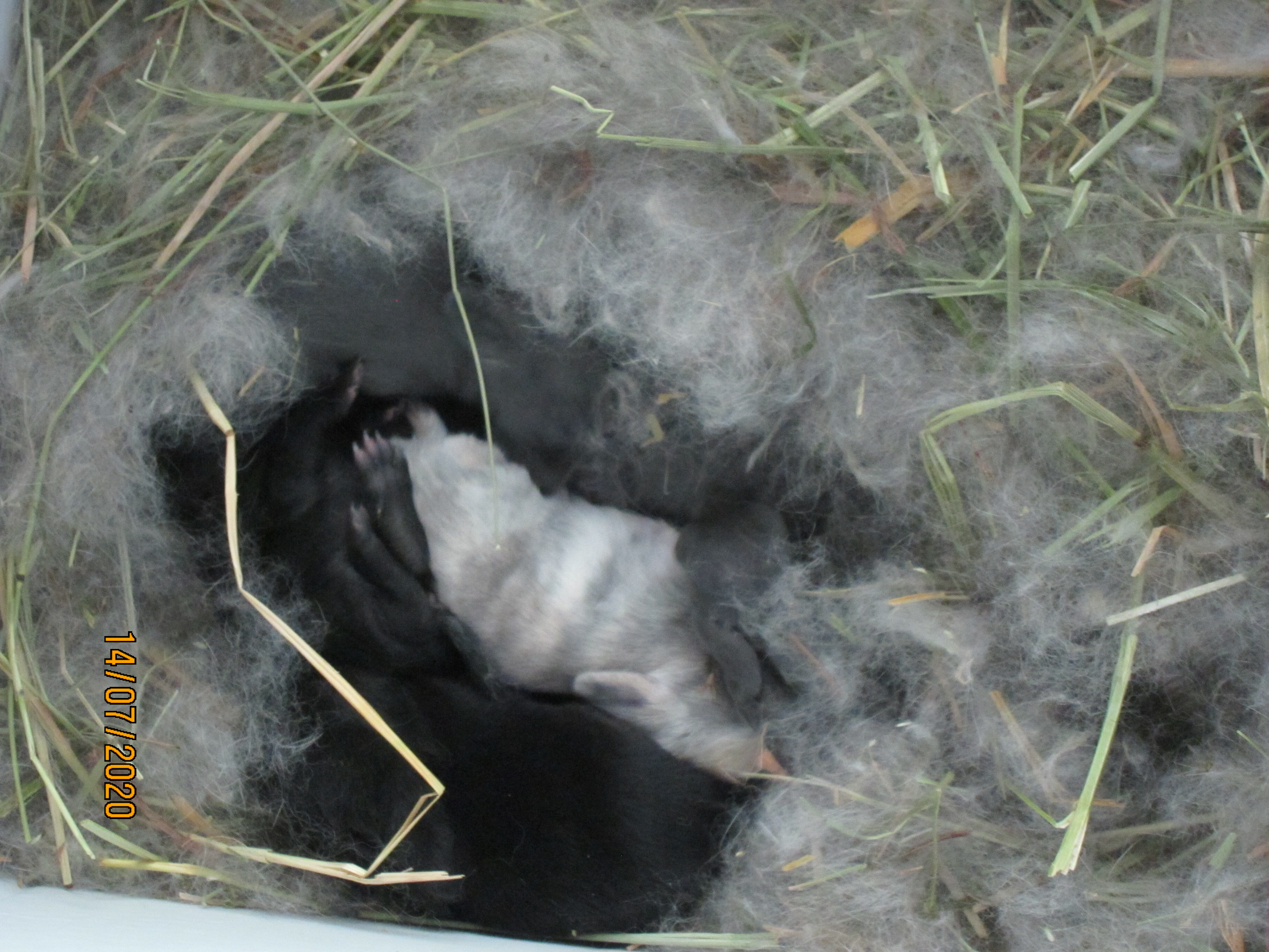 Newborn Bunnies from July 2020