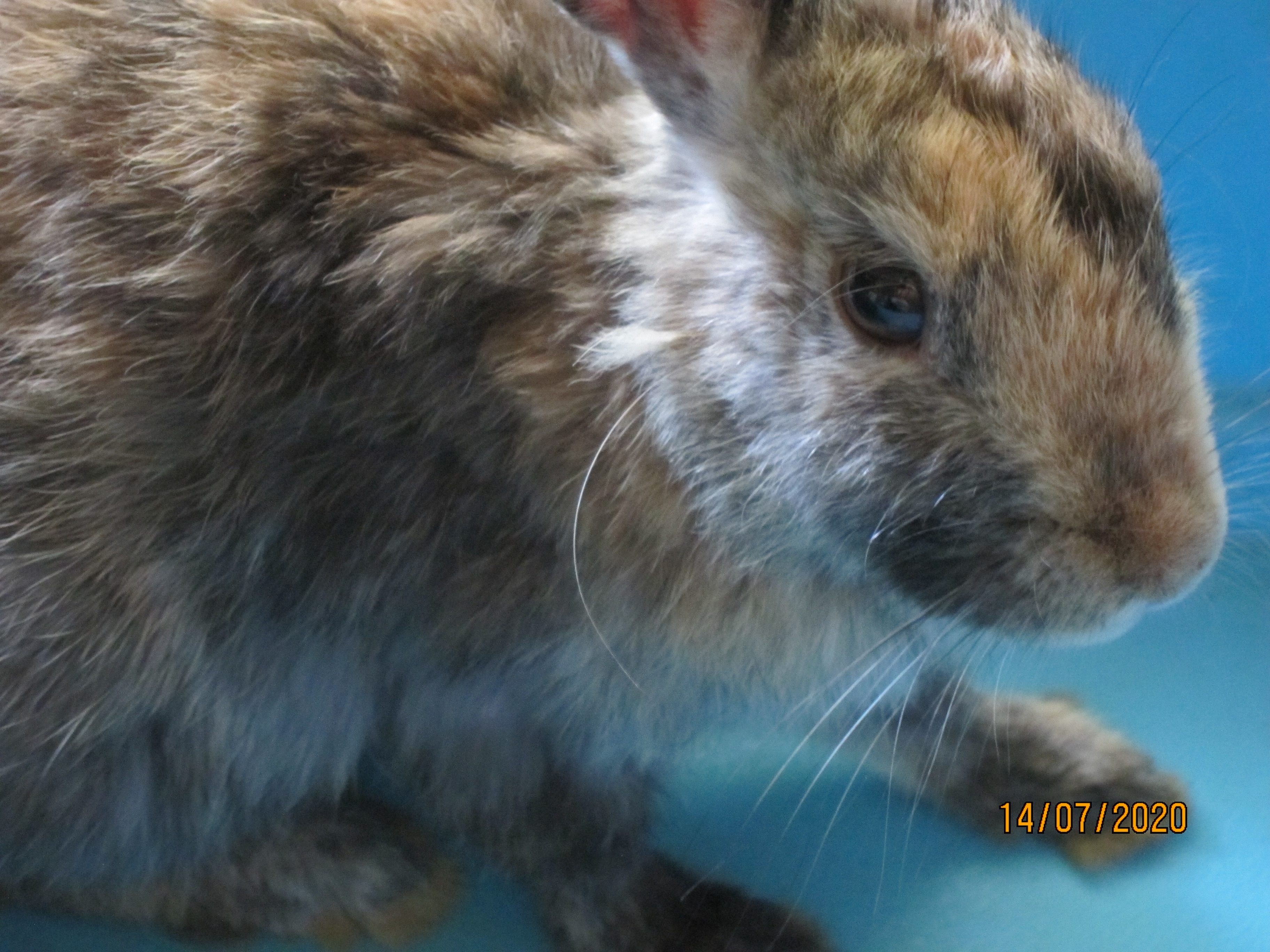 Newborn Bunnies from July 2020