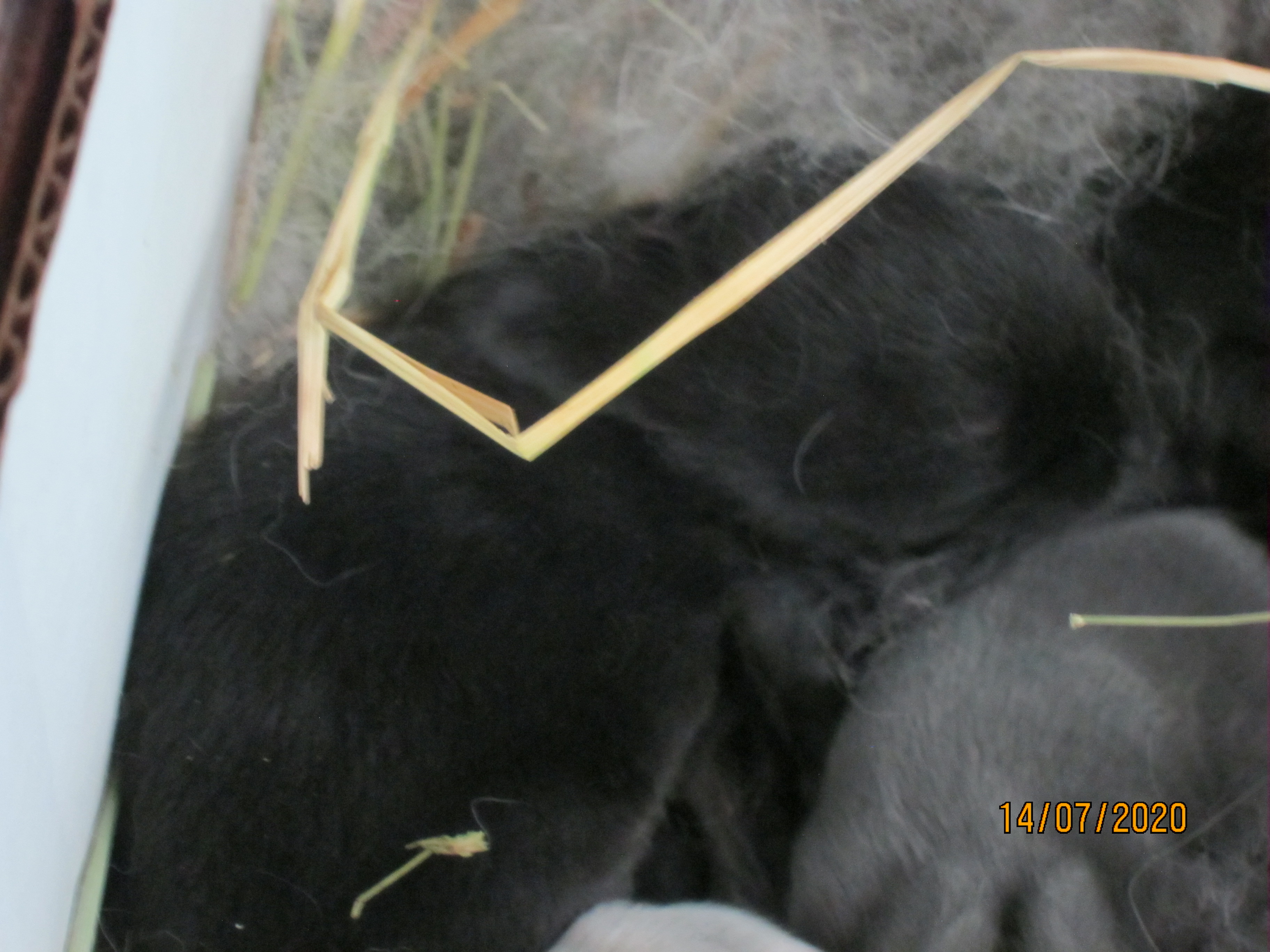 Newborn Bunnies from July 2020