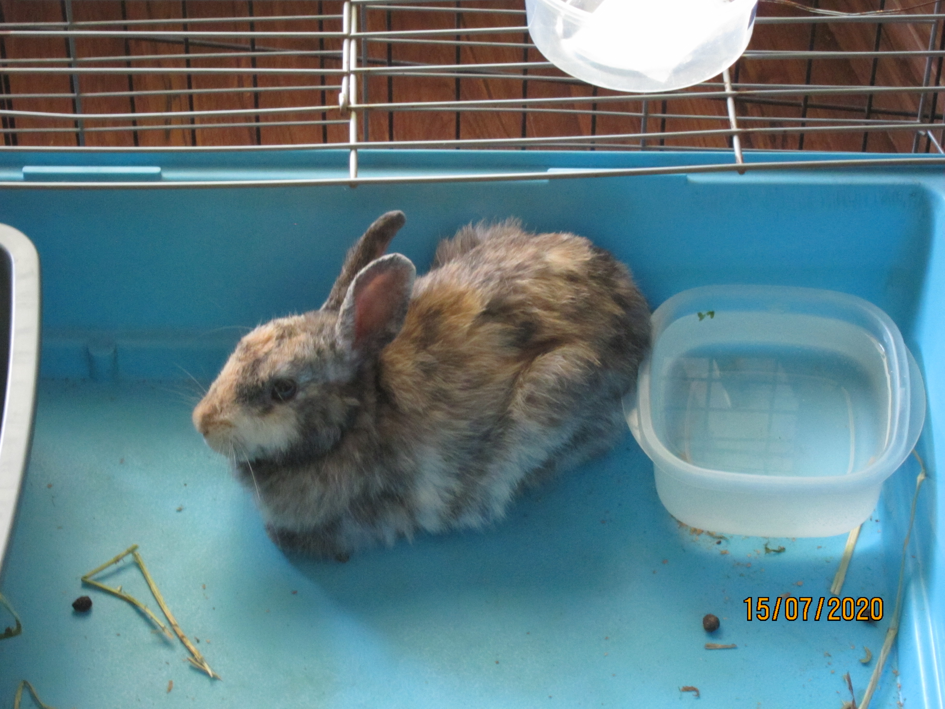 Newborn Bunnies from July 2020