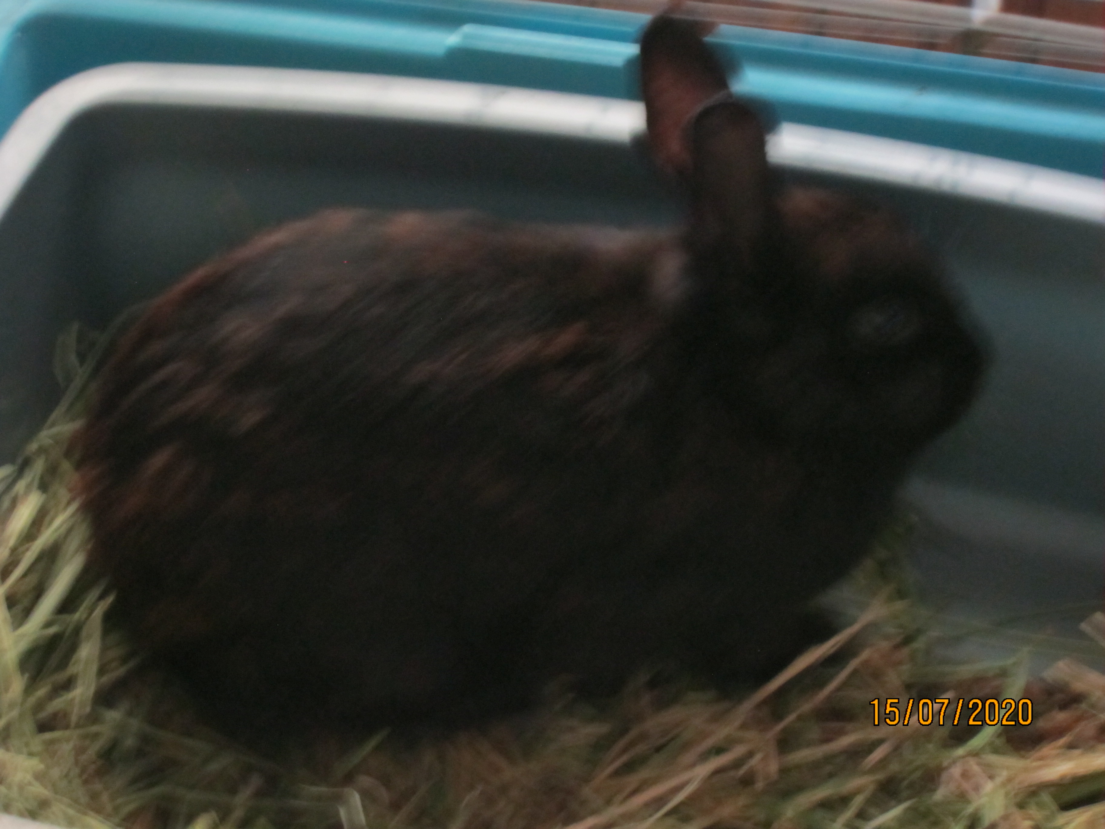 Newborn Bunnies from July 2020