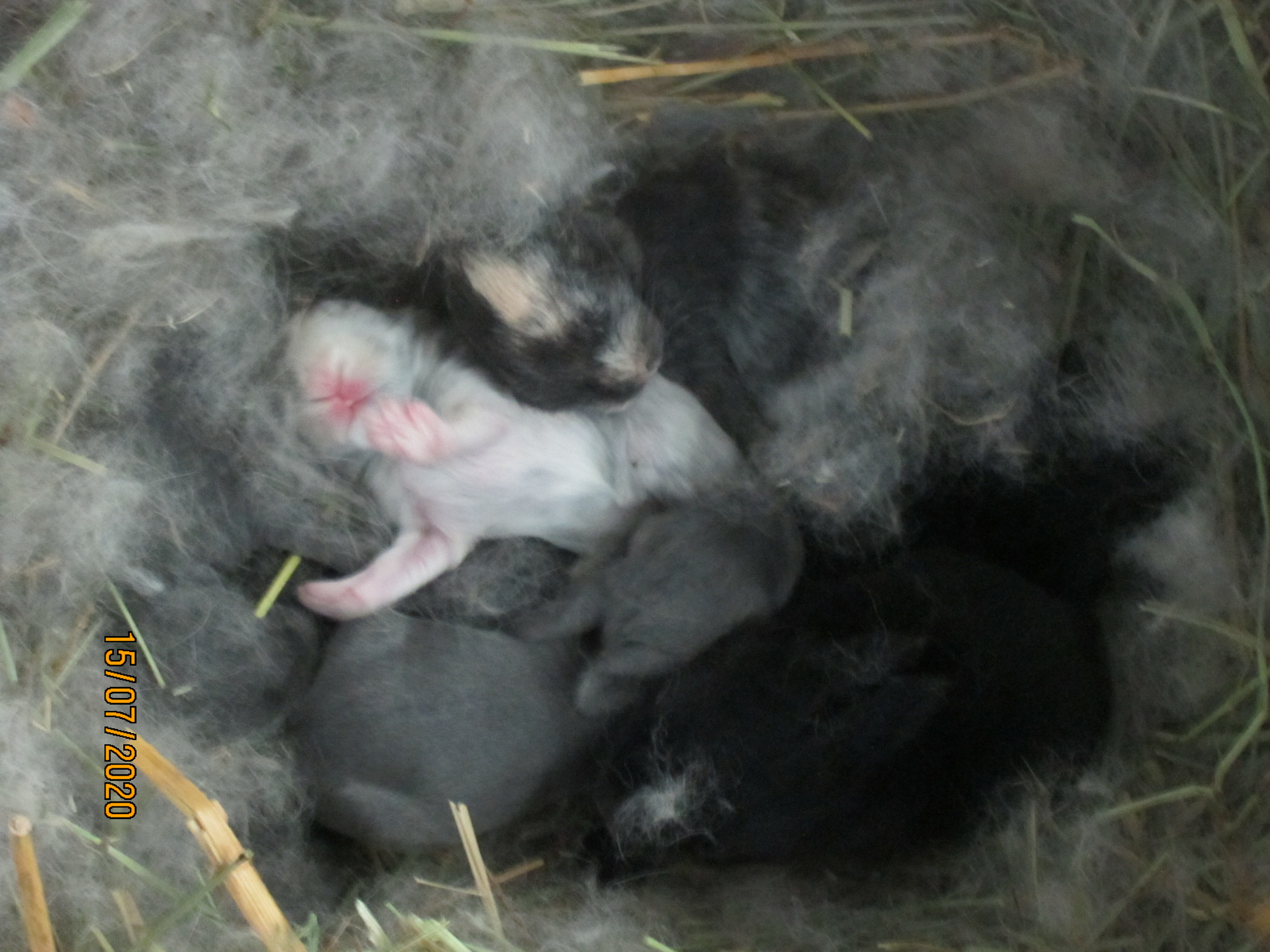 Newborn Bunnies from July 2020