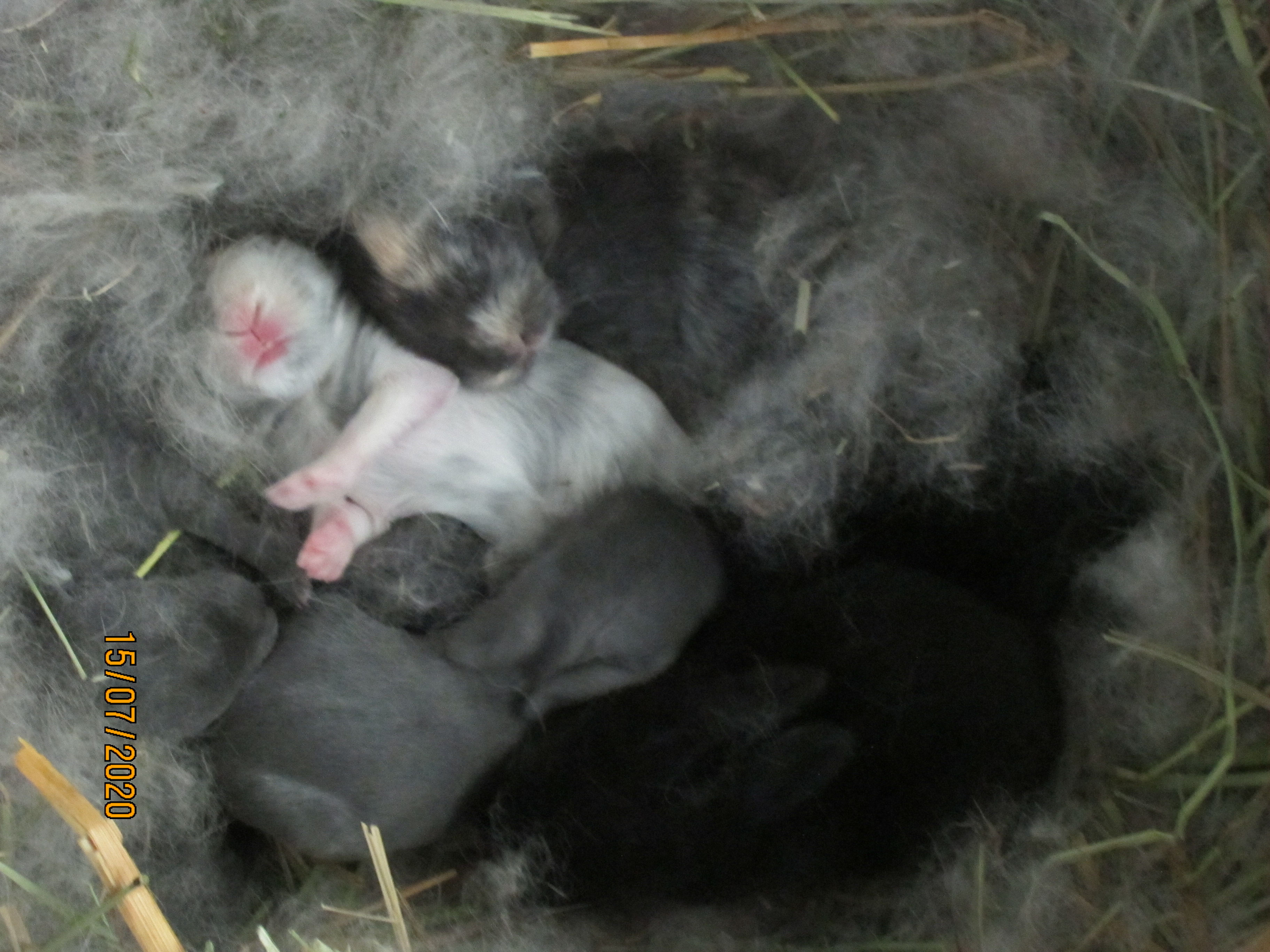 Newborn Bunnies from July 2020