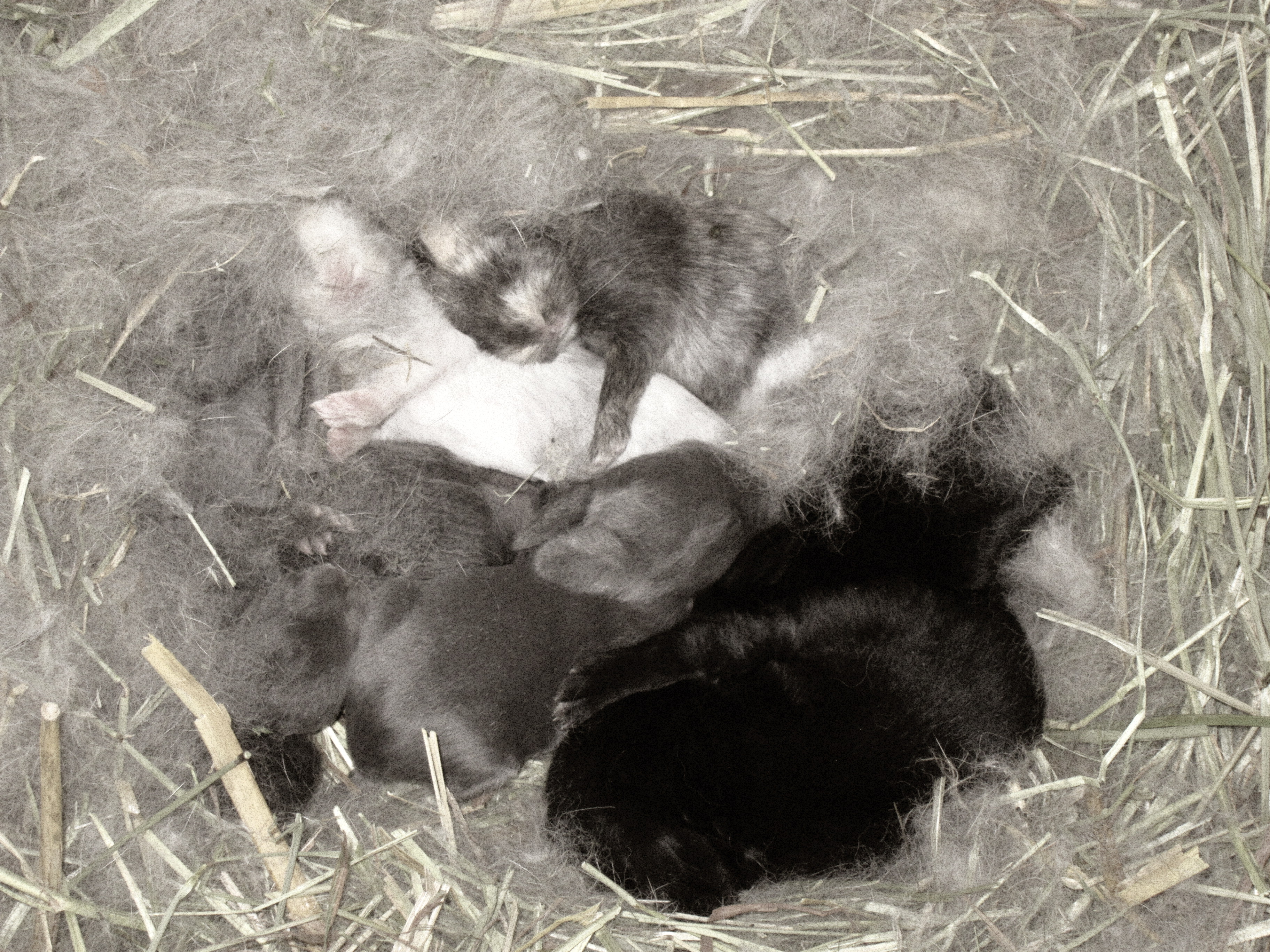 Newborn Bunnies from July 2020