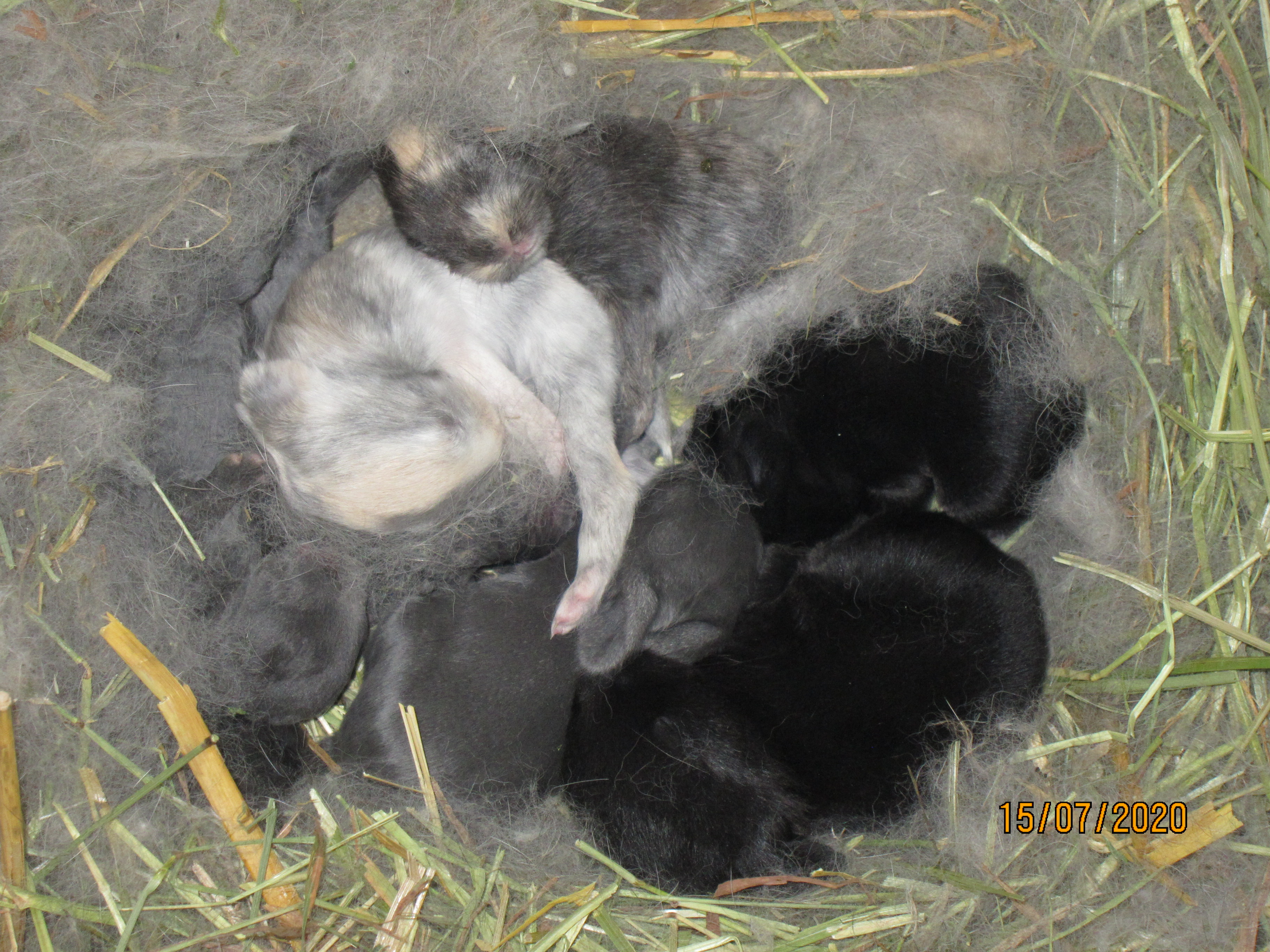 Newborn Bunnies from July 2020