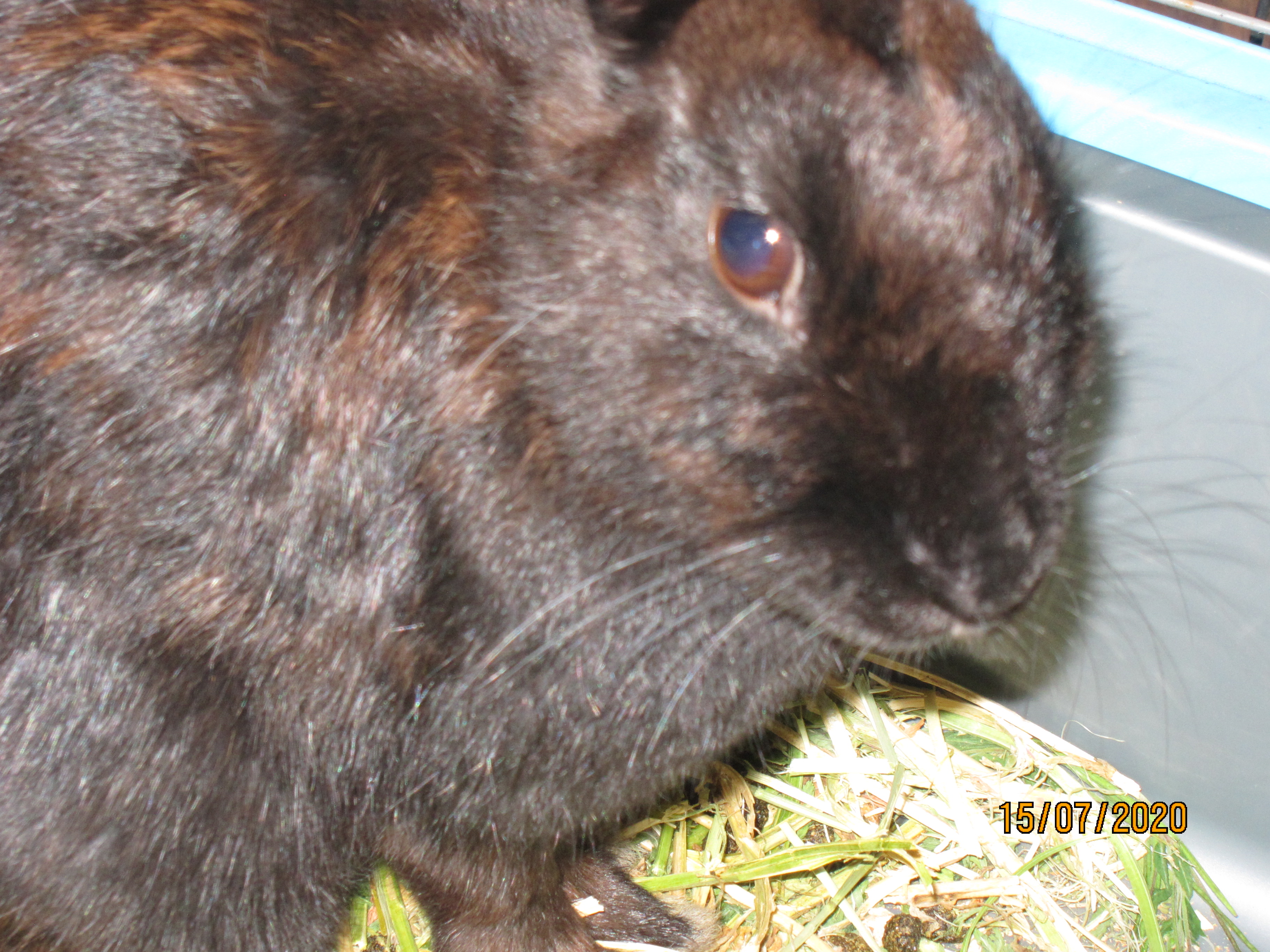 Newborn Bunnies from July 2020