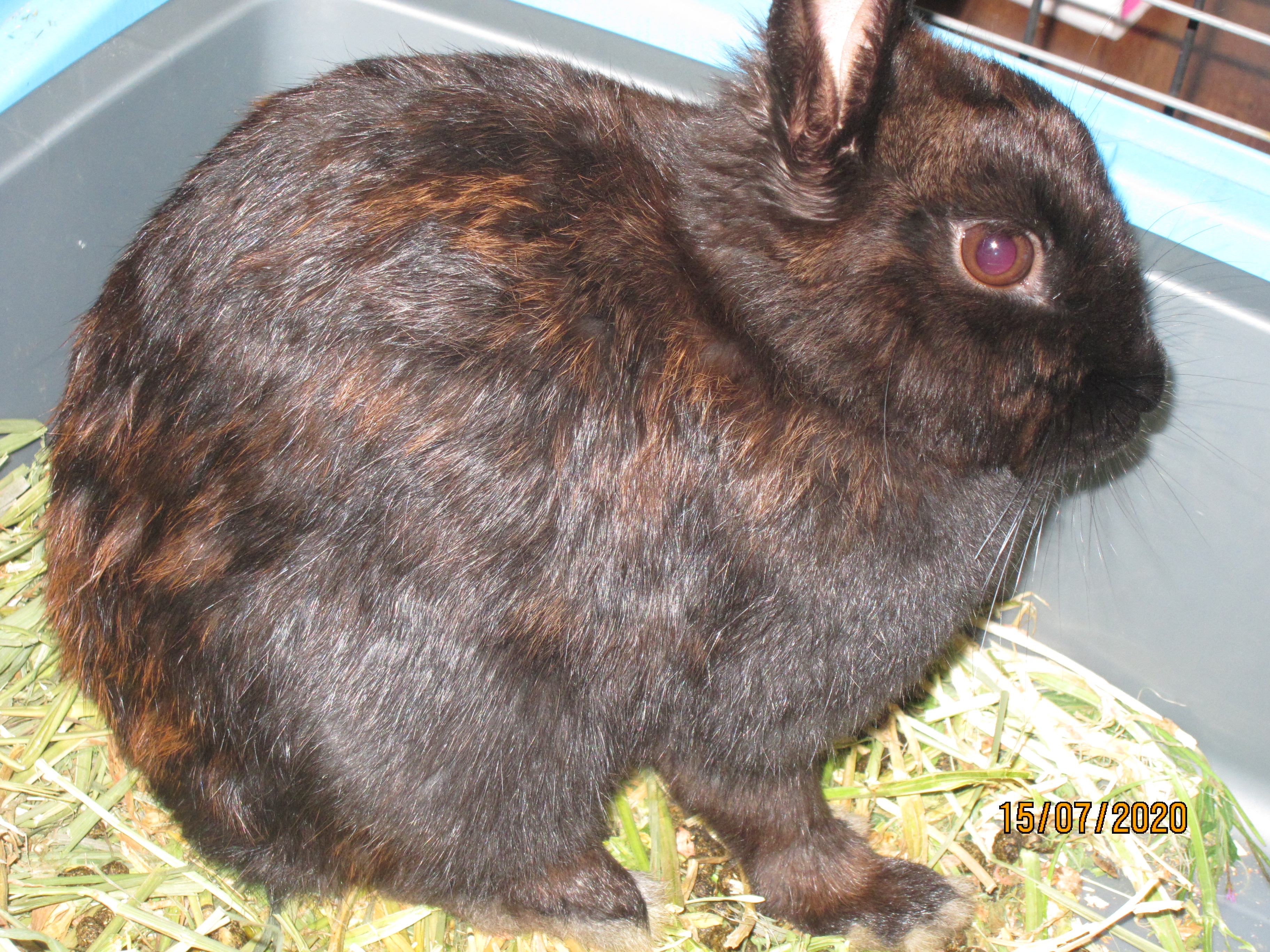 Newborn Bunnies from July 2020