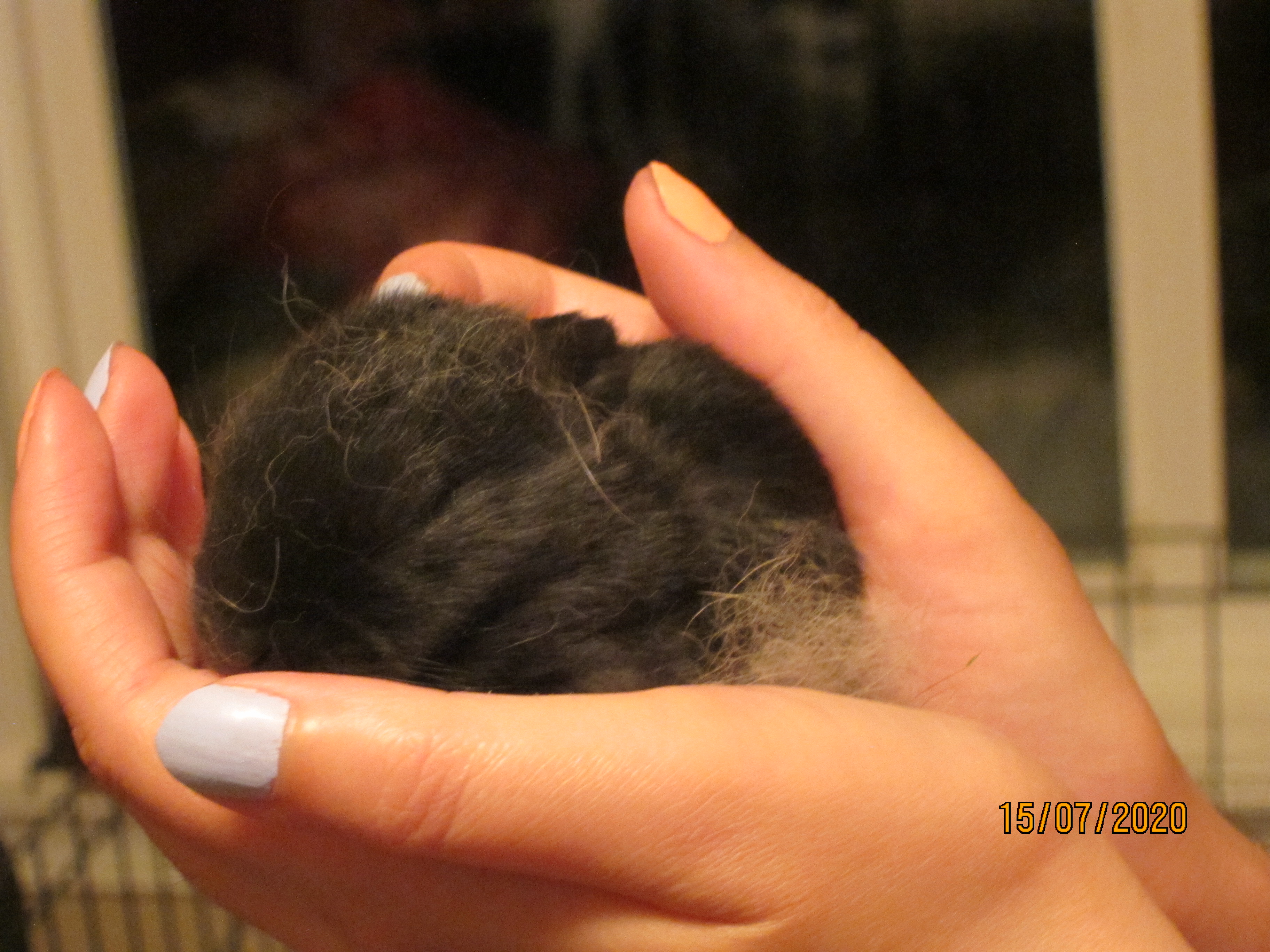 Newborn Bunnies from July 2020