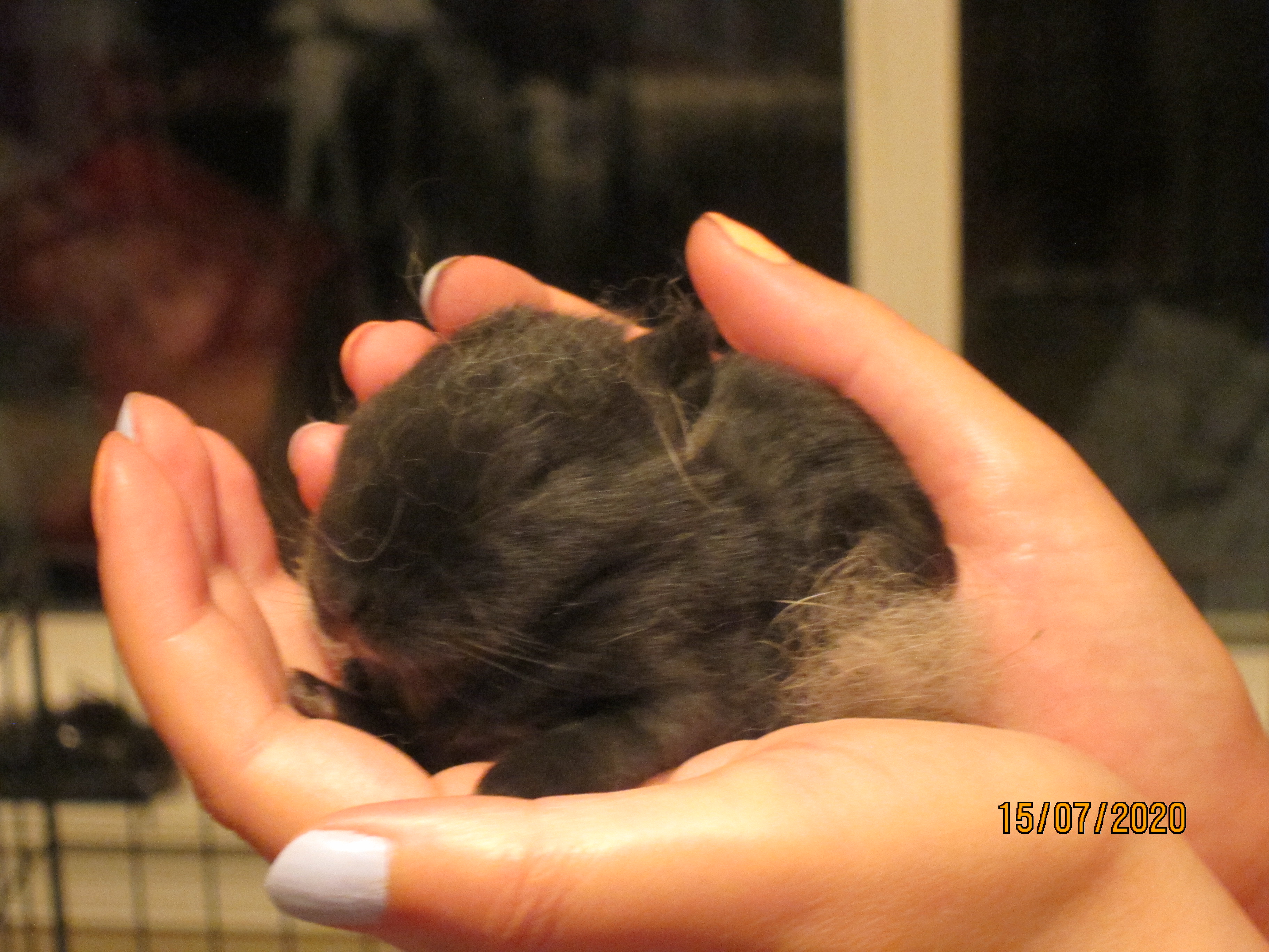 Newborn Bunnies from July 2020