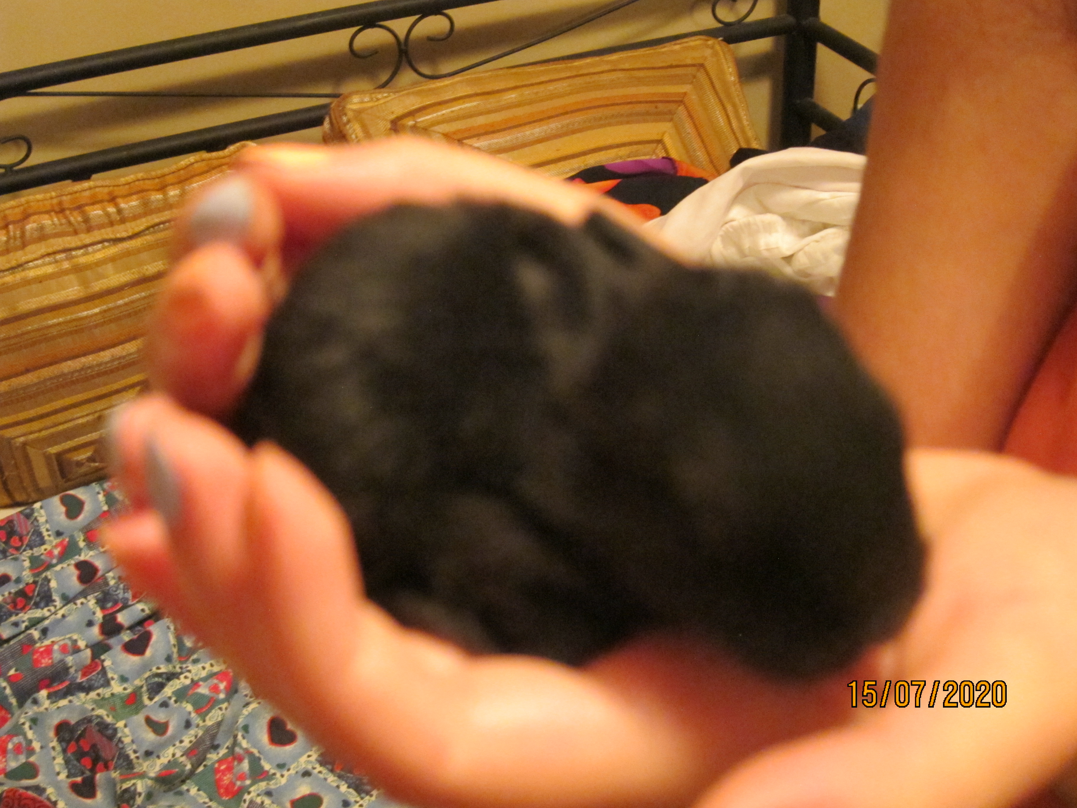 Newborn Bunnies from July 2020