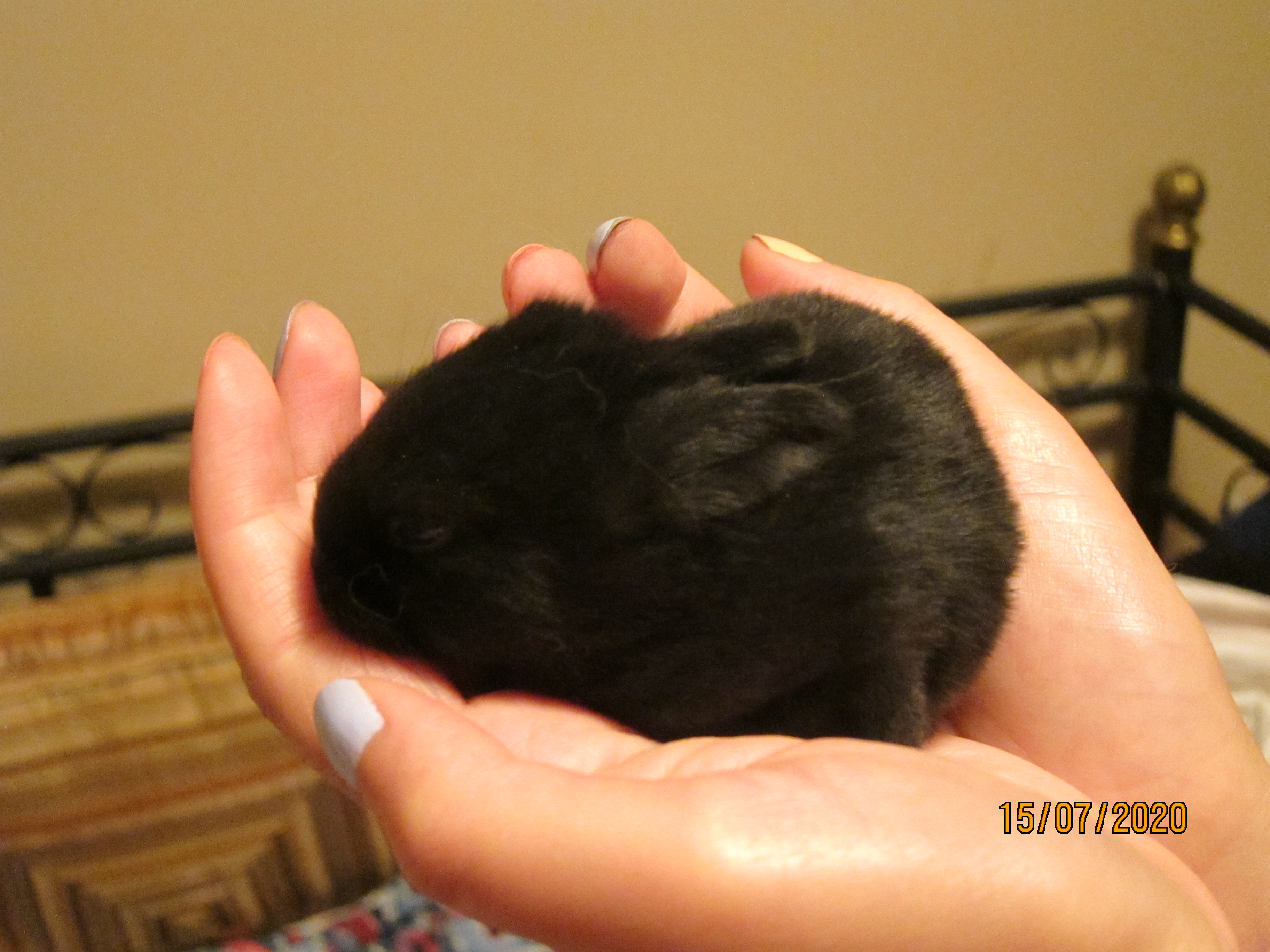 Newborn Bunnies from July 2020