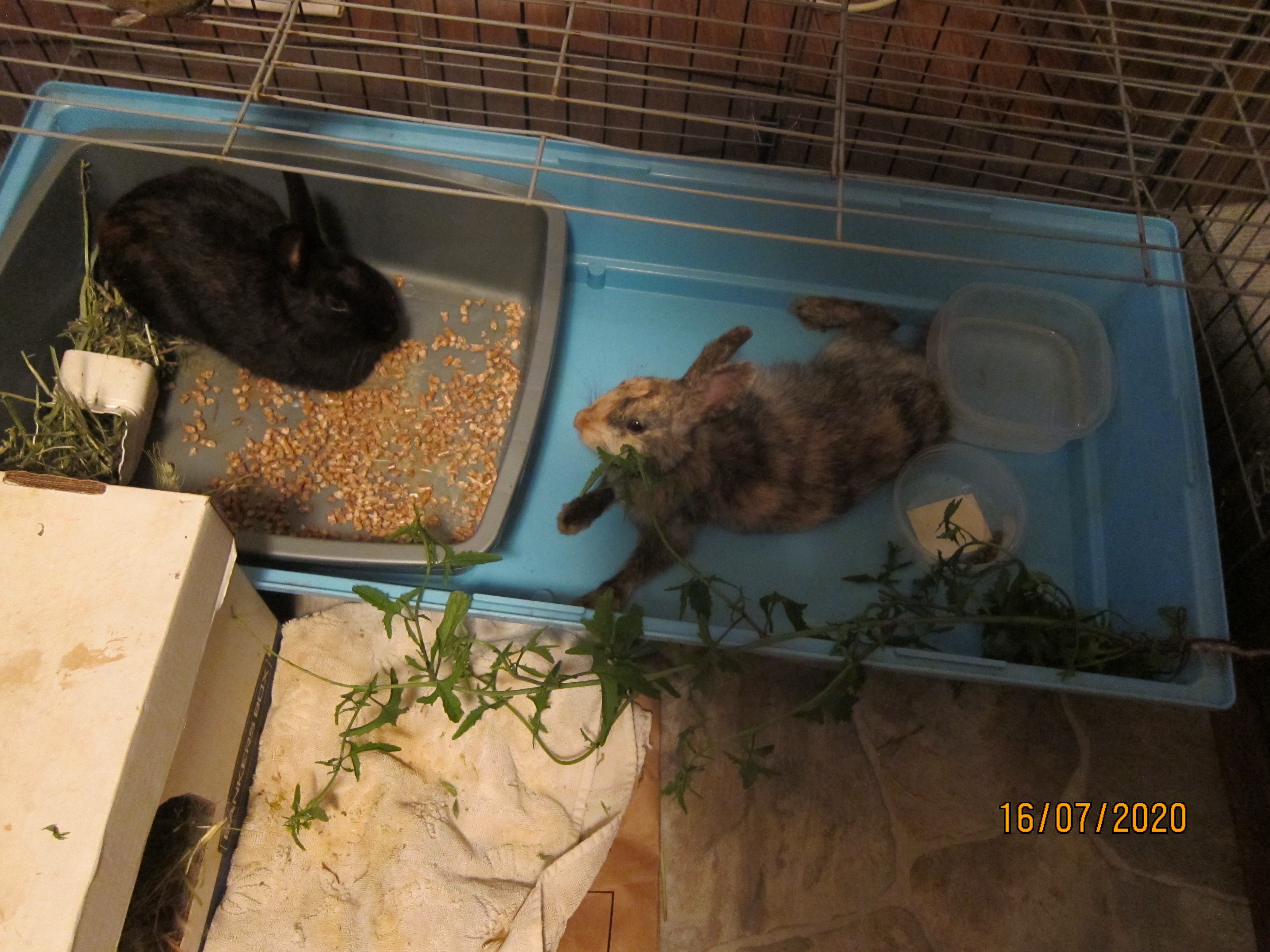 Newborn Bunnies from July 2020