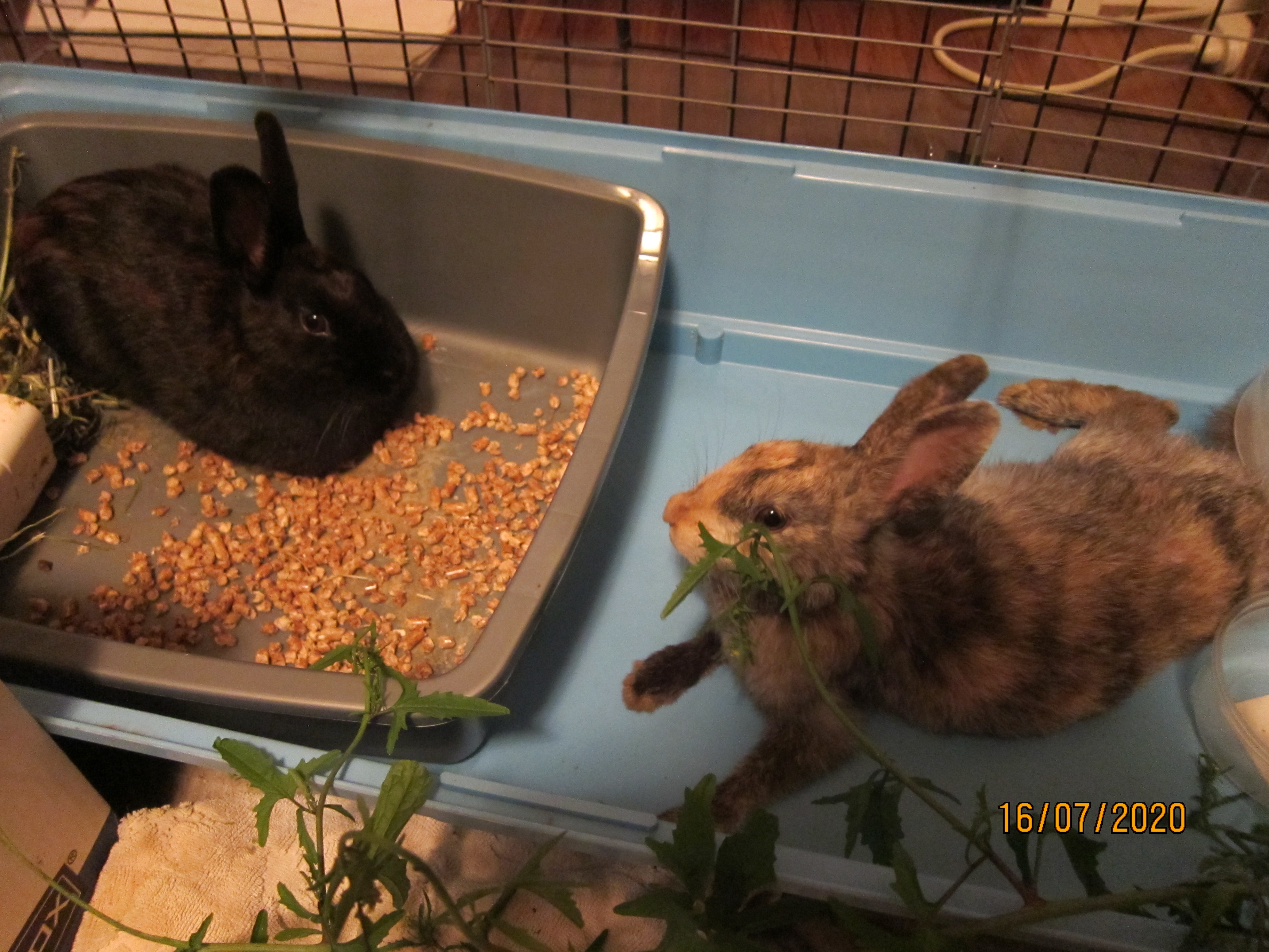 Newborn Bunnies from July 2020