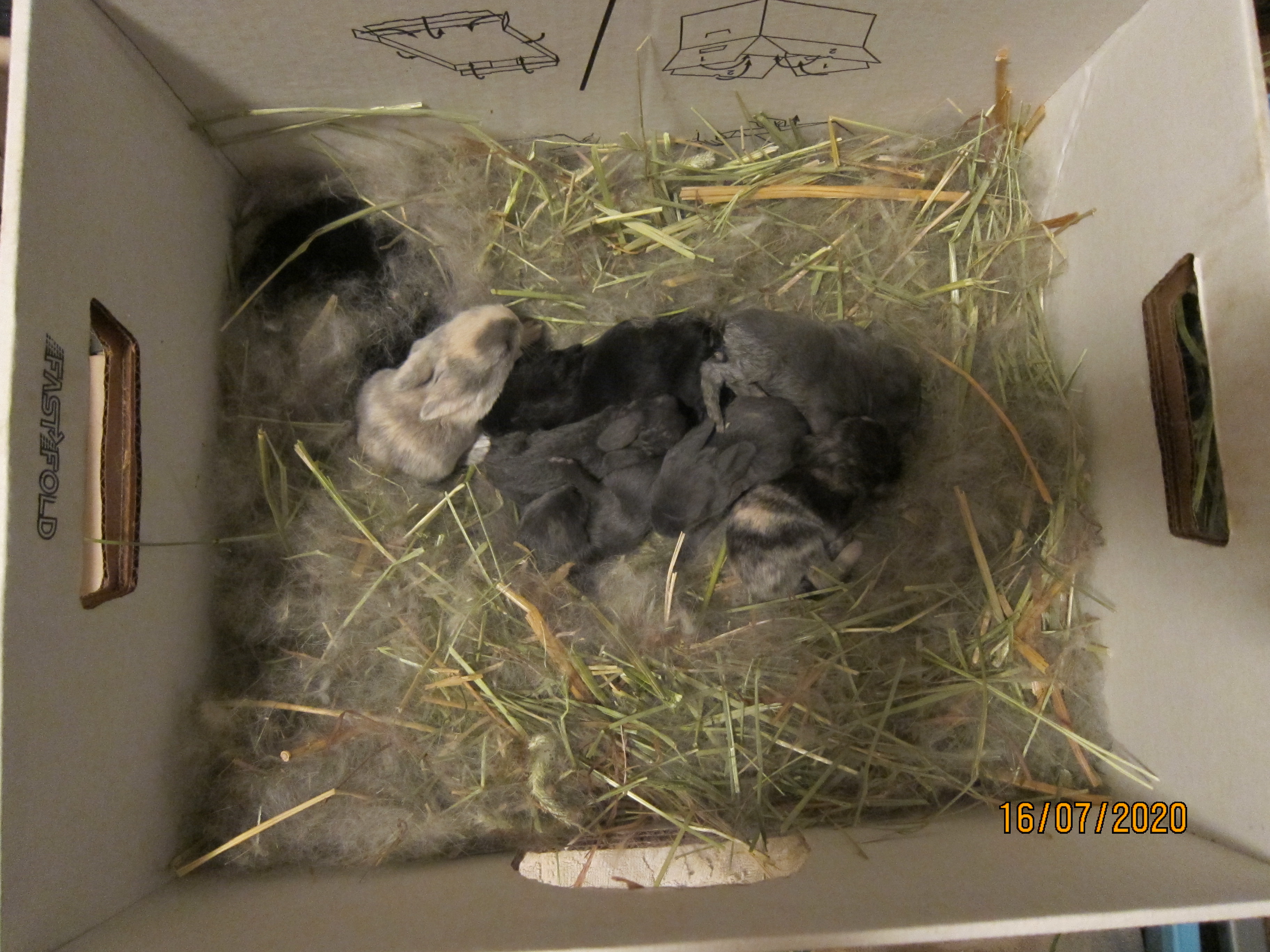 Newborn Bunnies from July 2020