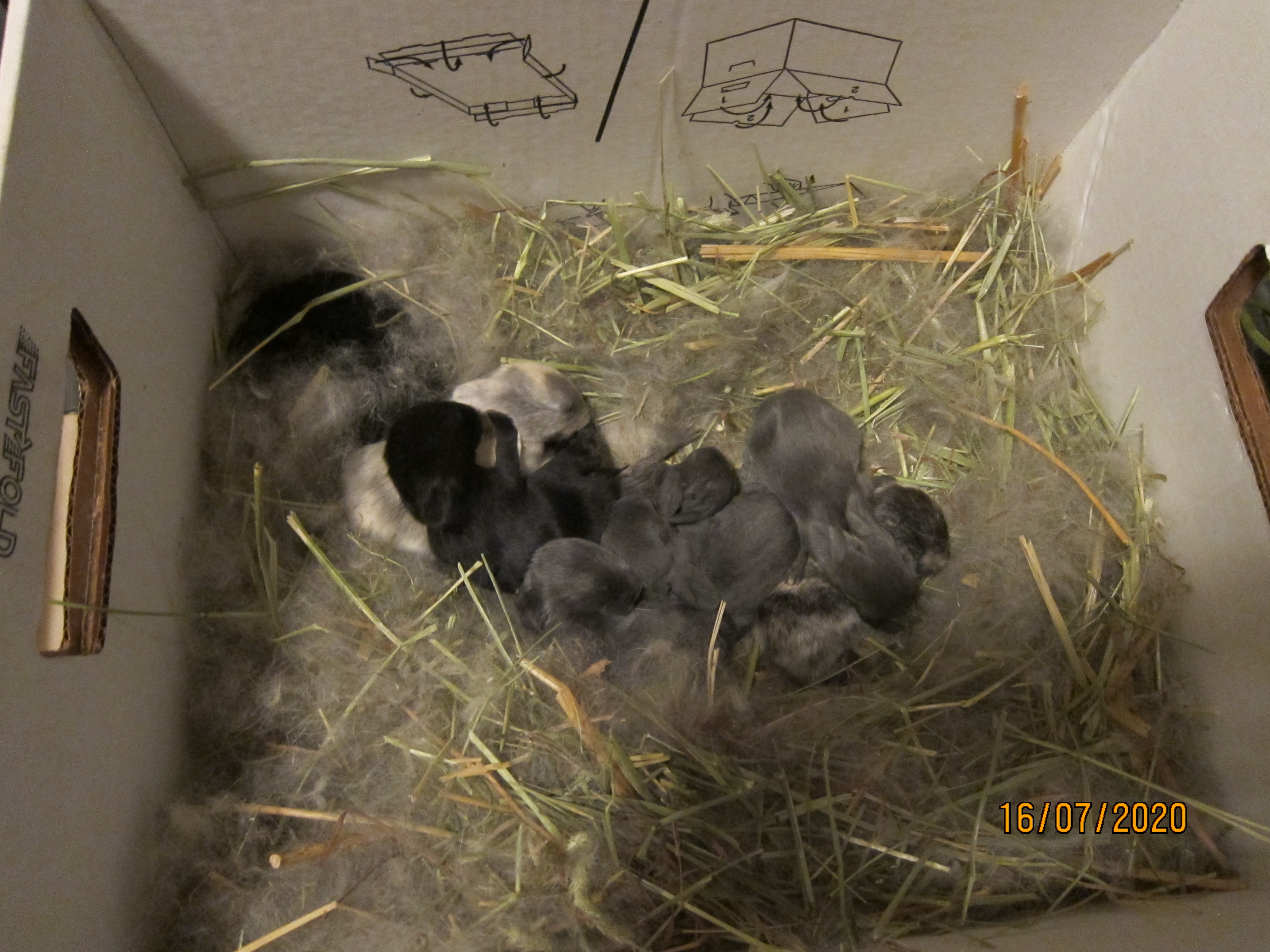 Newborn Bunnies from July 2020