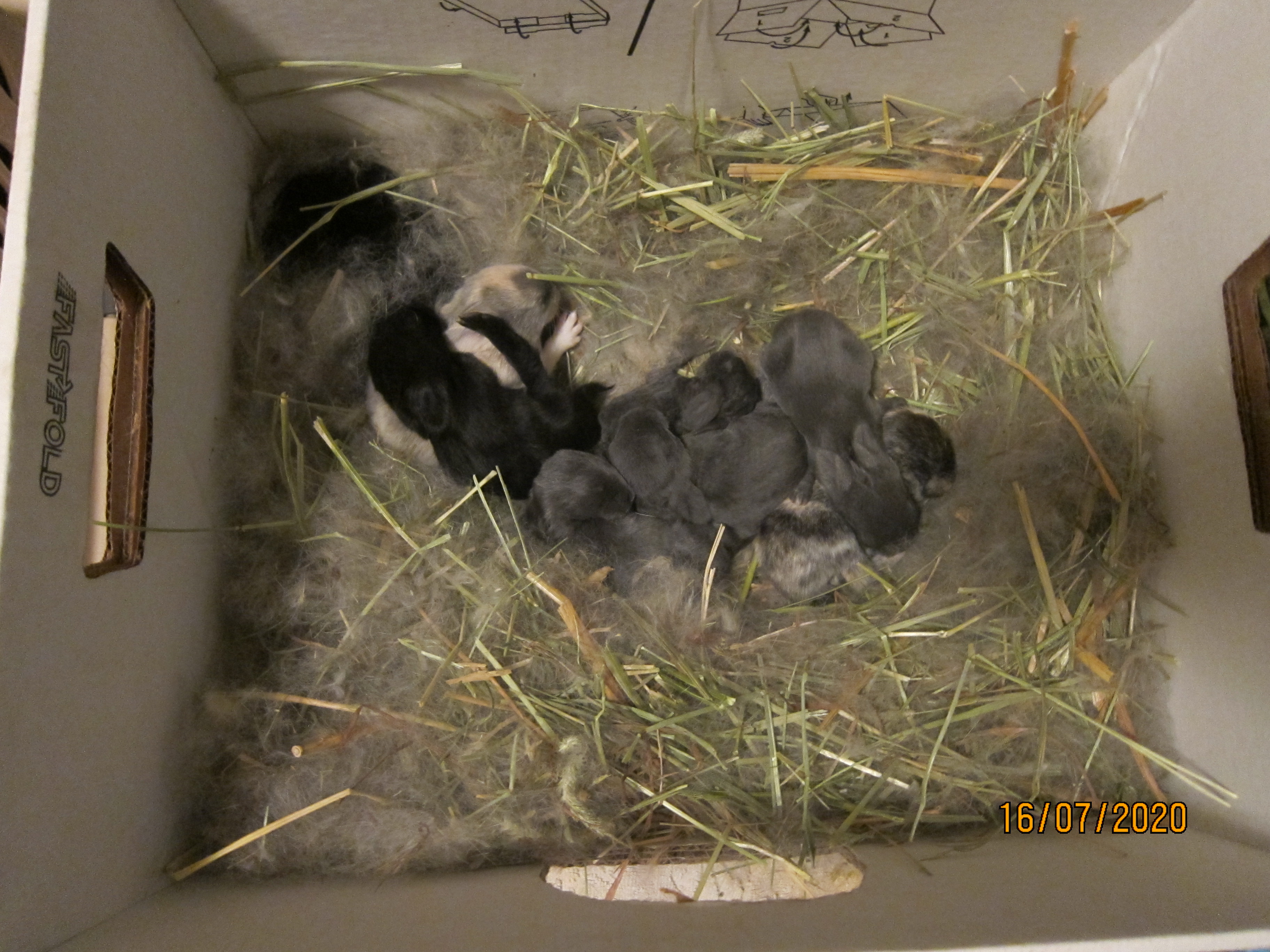 Newborn Bunnies from July 2020