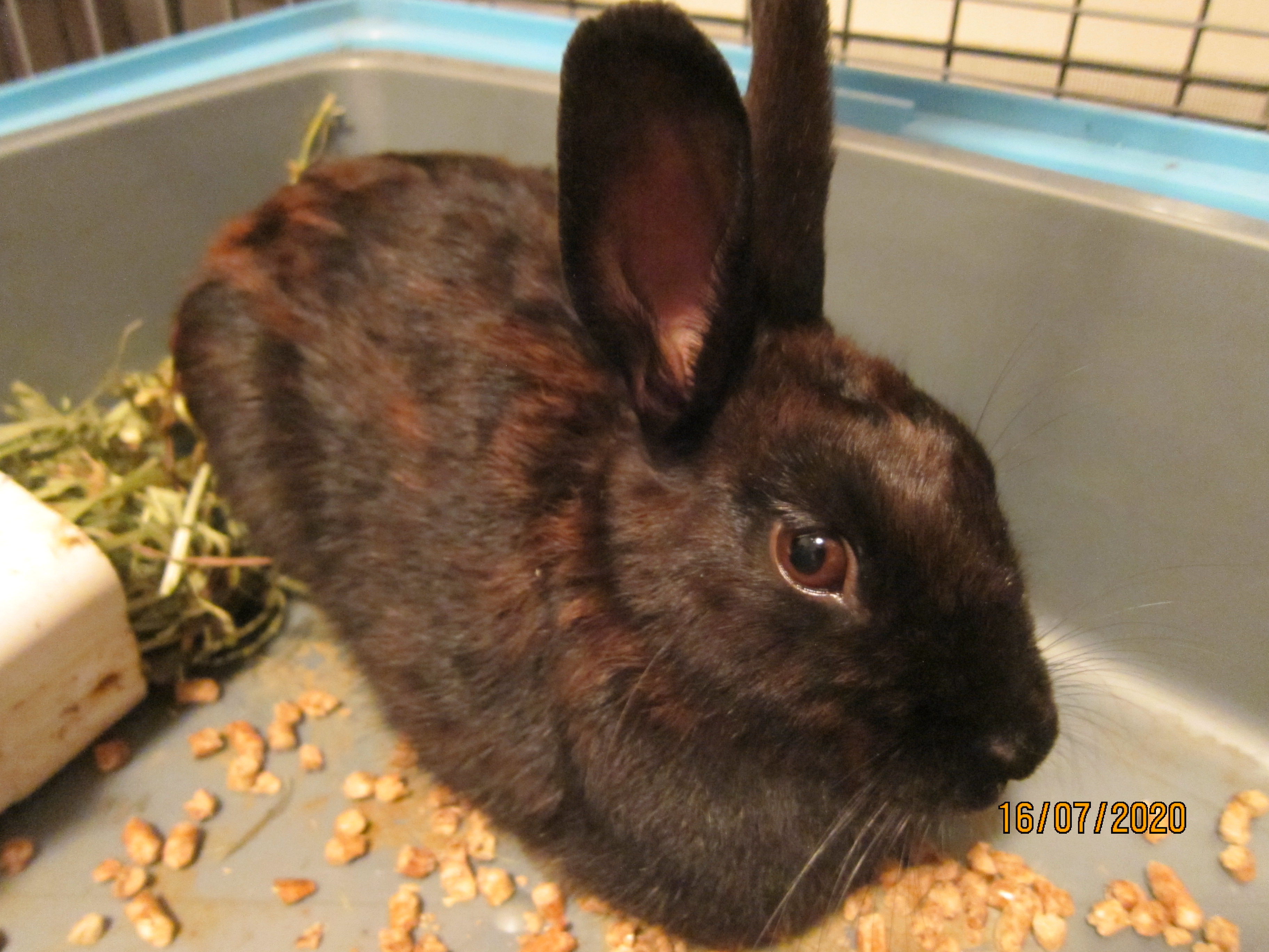 Newborn Bunnies from July 2020