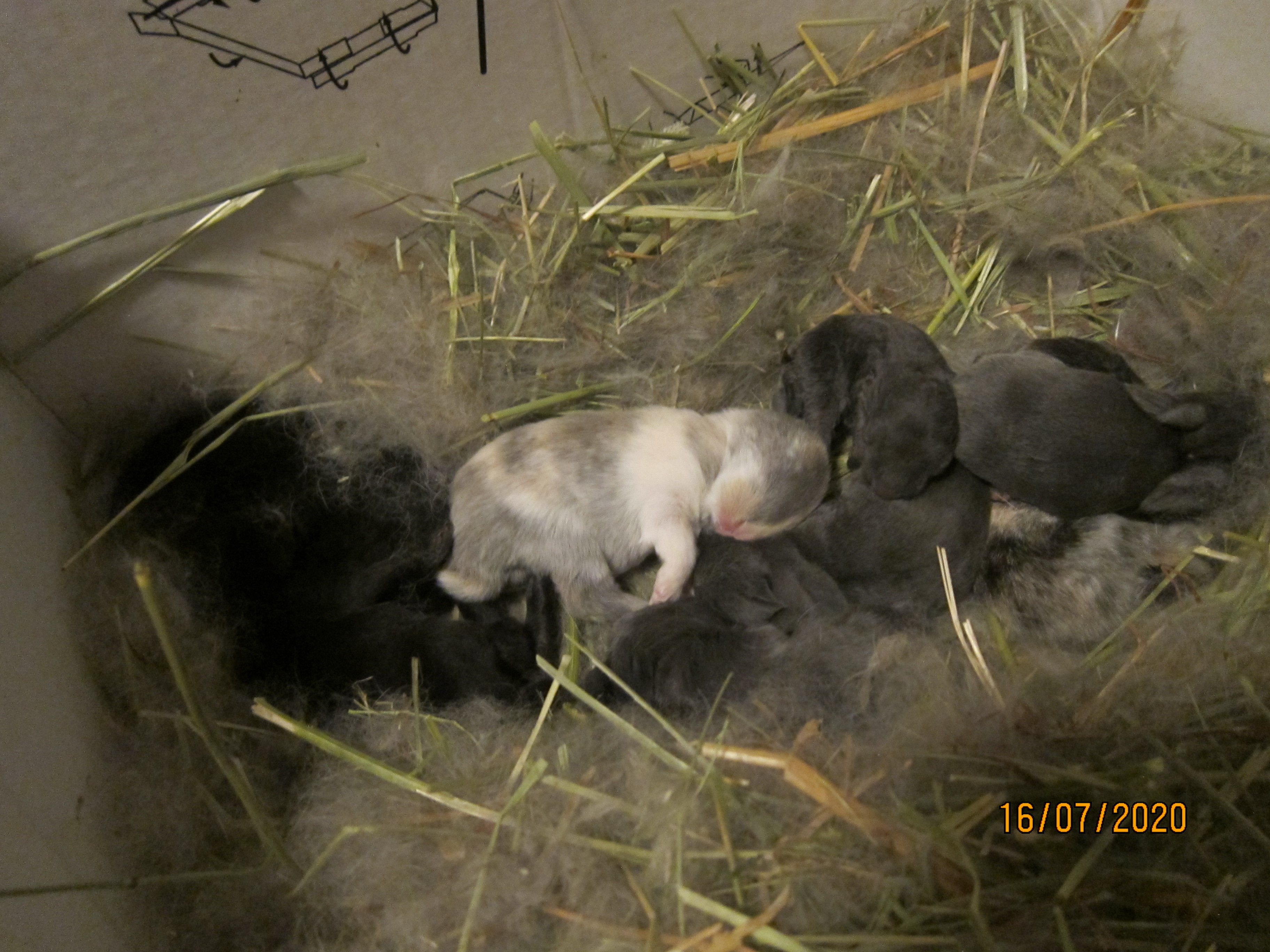 Newborn Bunnies from July 2020