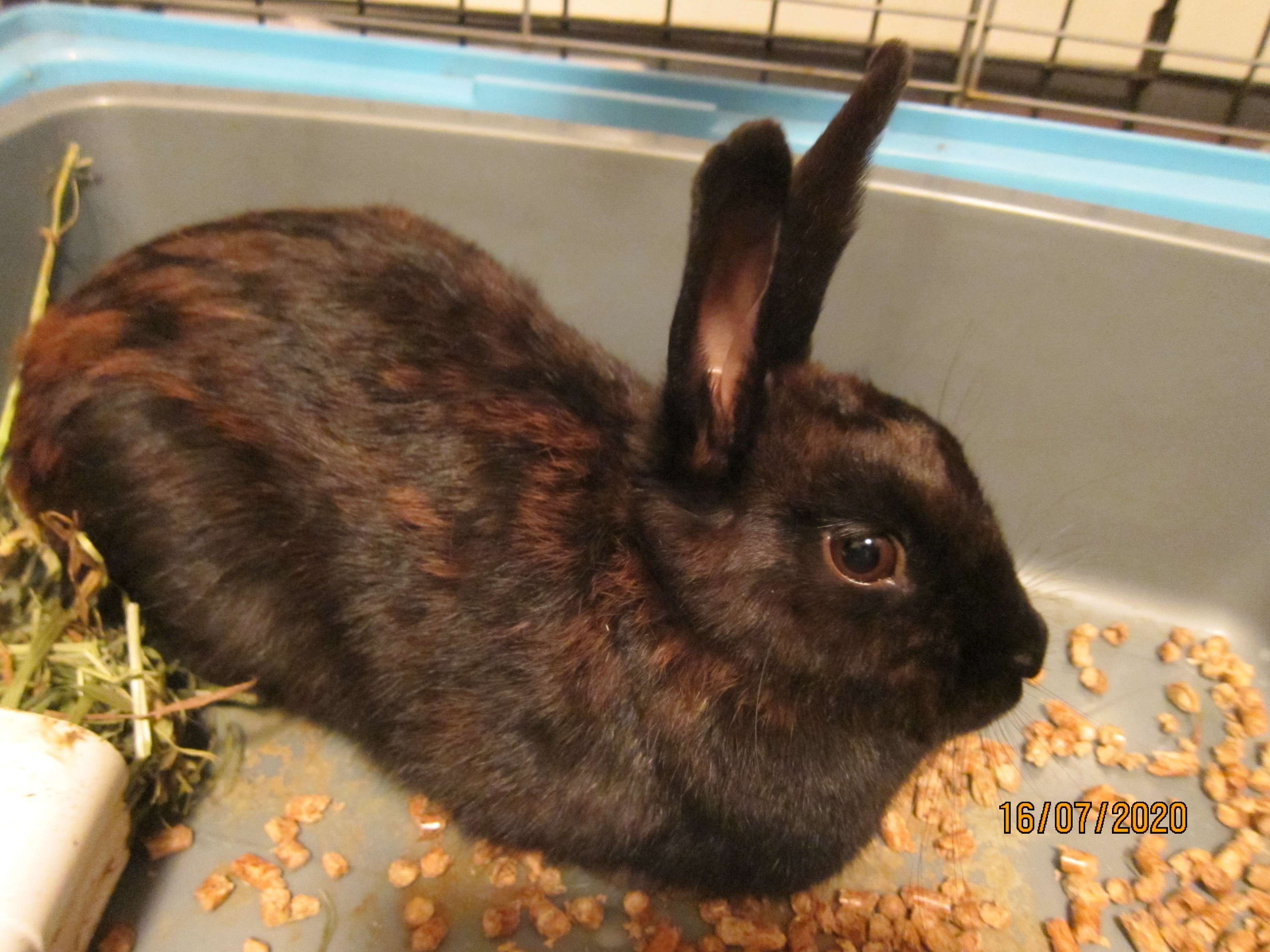 Newborn Bunnies from July 2020