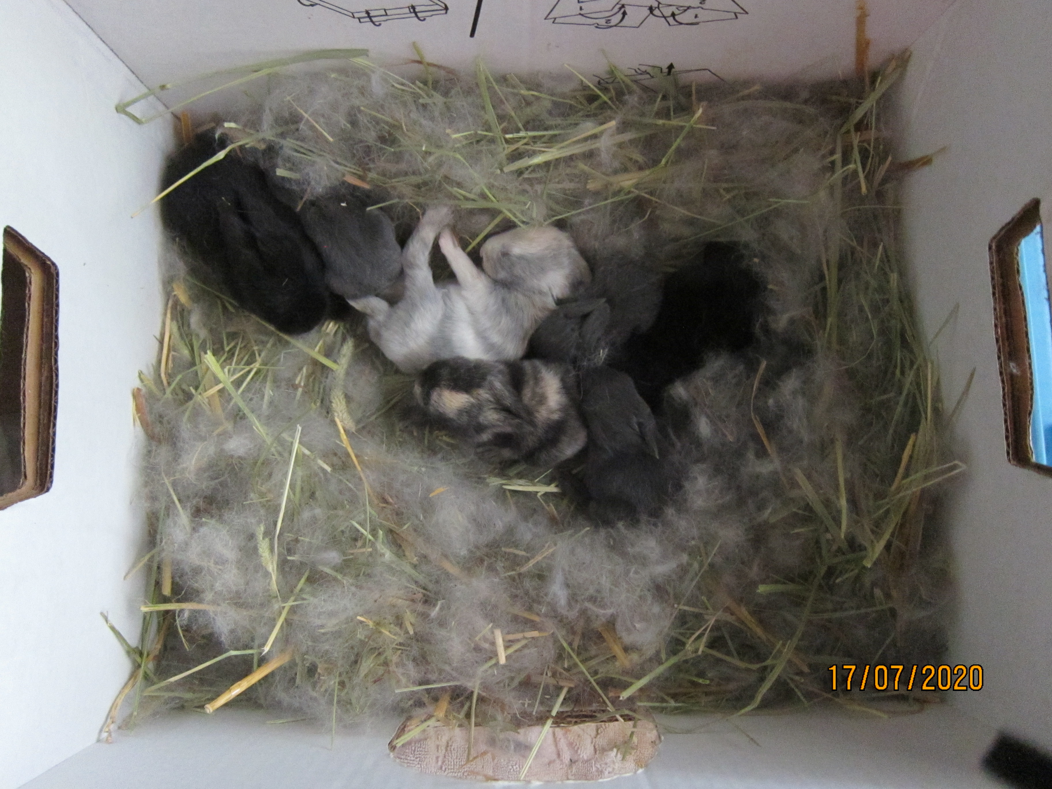 Newborn Bunnies from July 2020