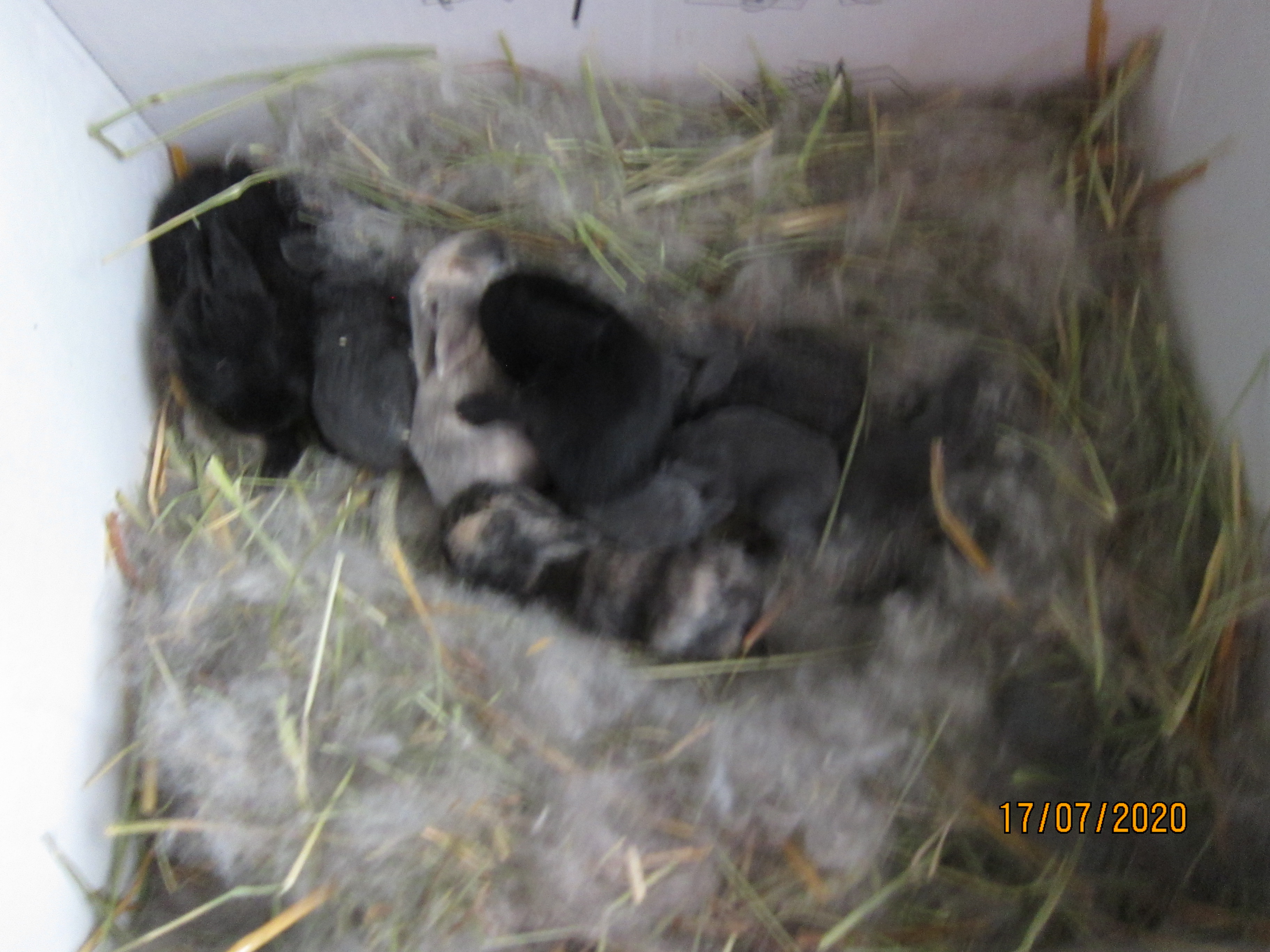 Newborn Bunnies from July 2020