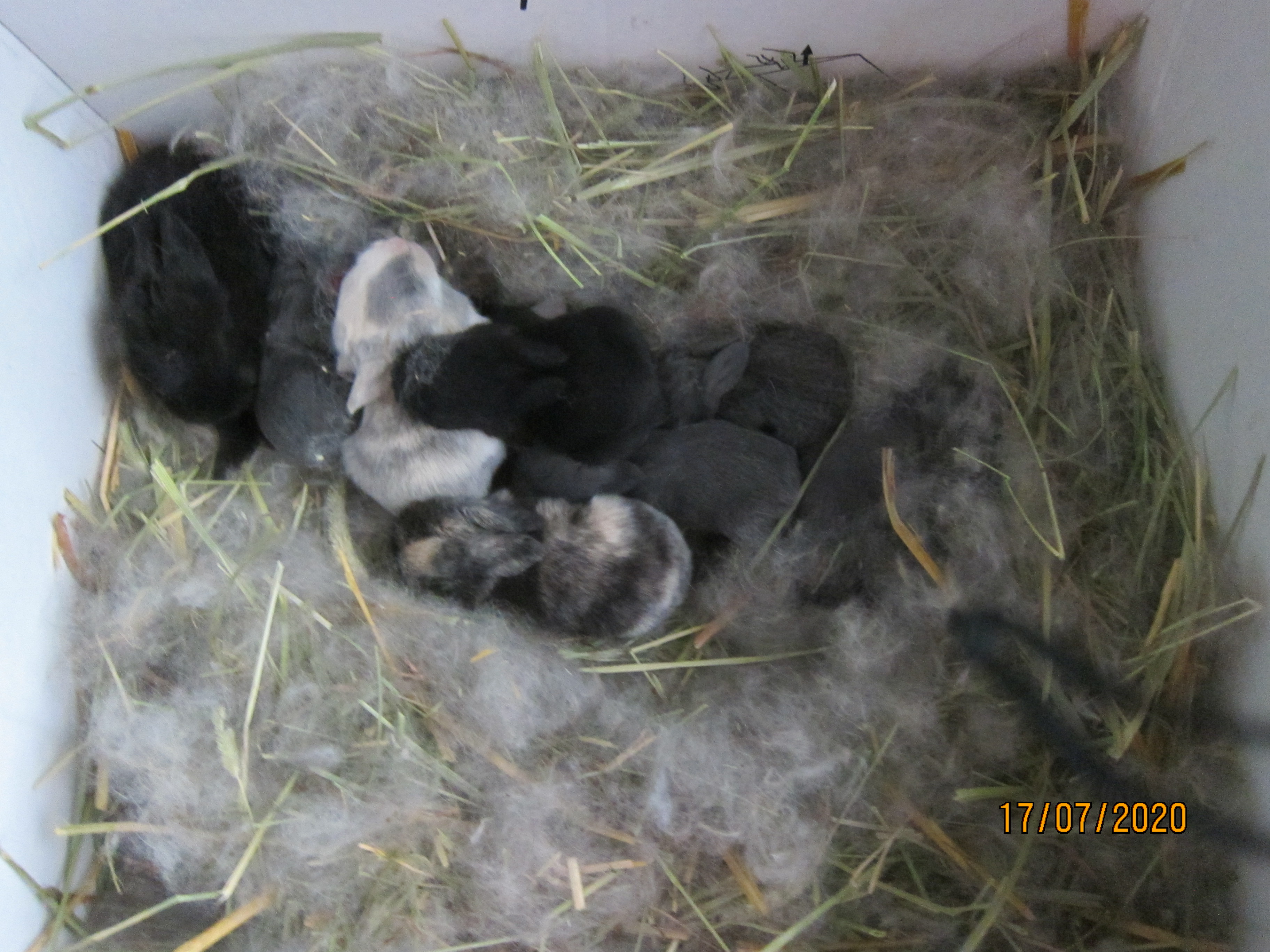 Newborn Bunnies from July 2020