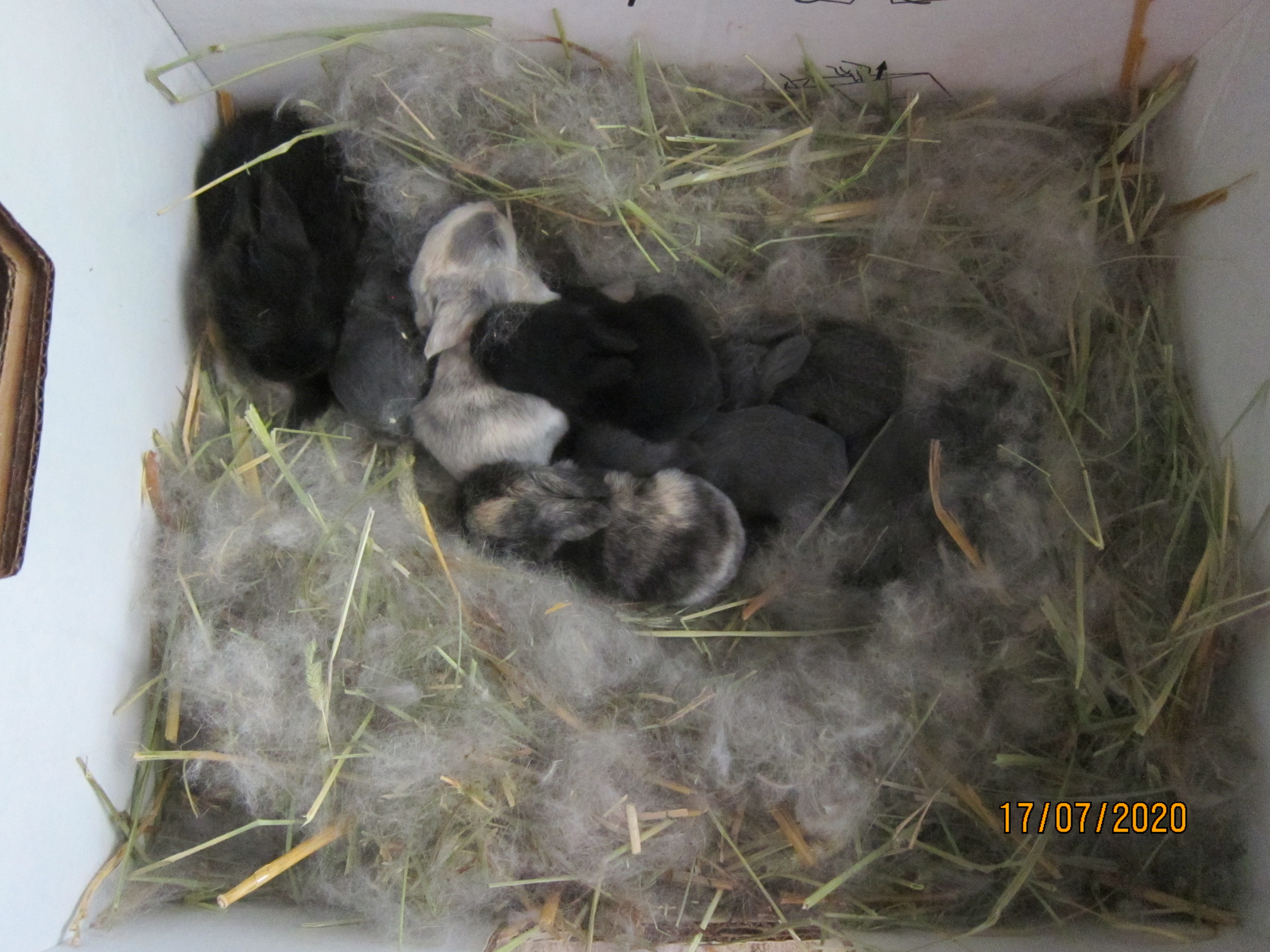 Newborn Bunnies from July 2020