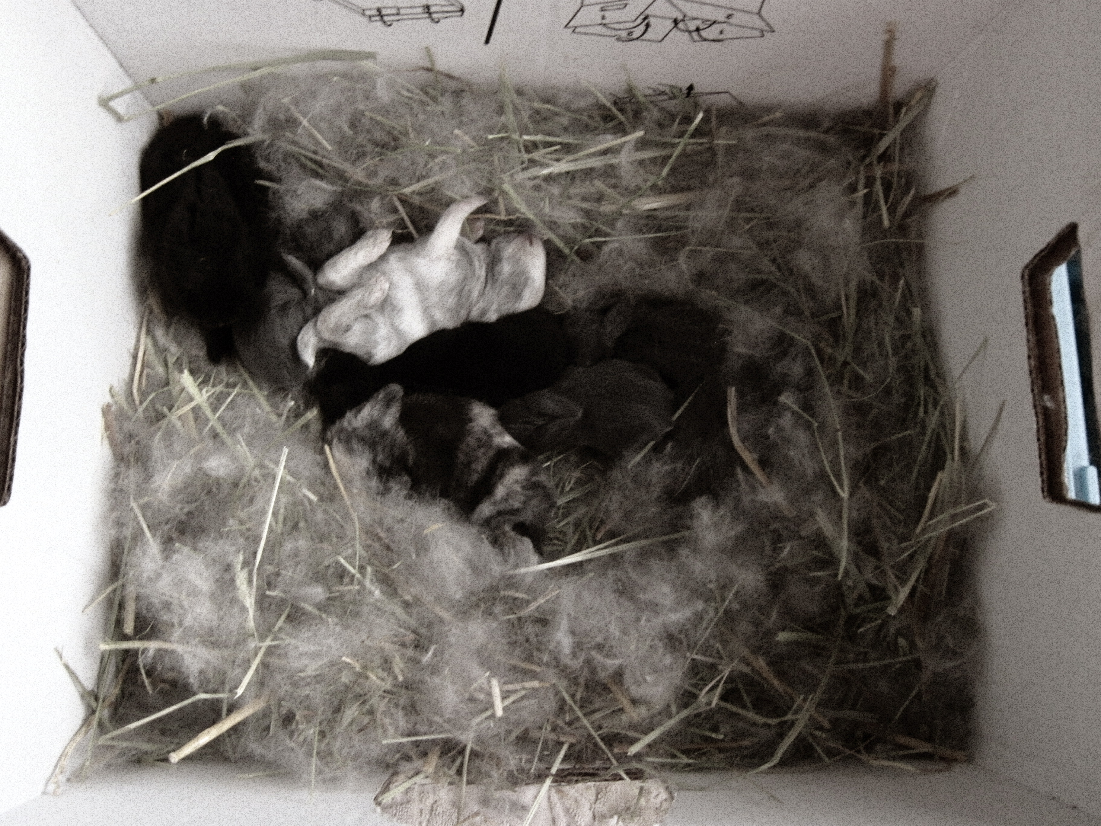 Newborn Bunnies from July 2020