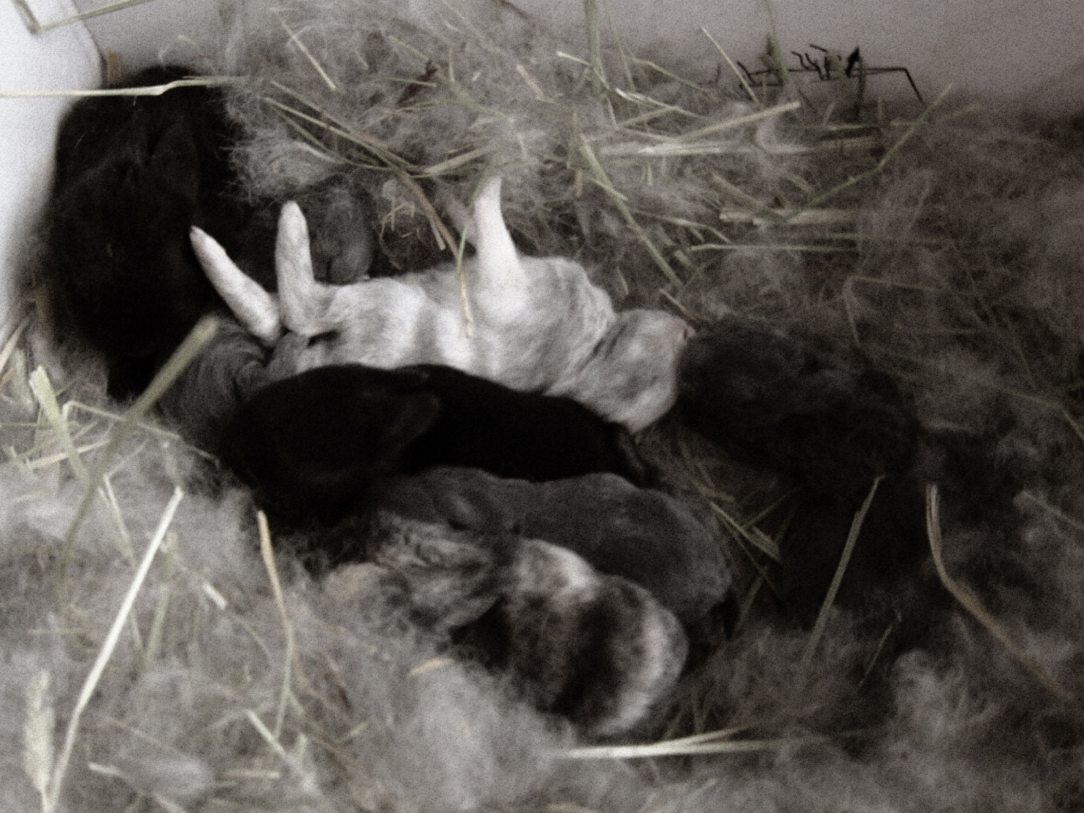 Newborn Bunnies from July 2020