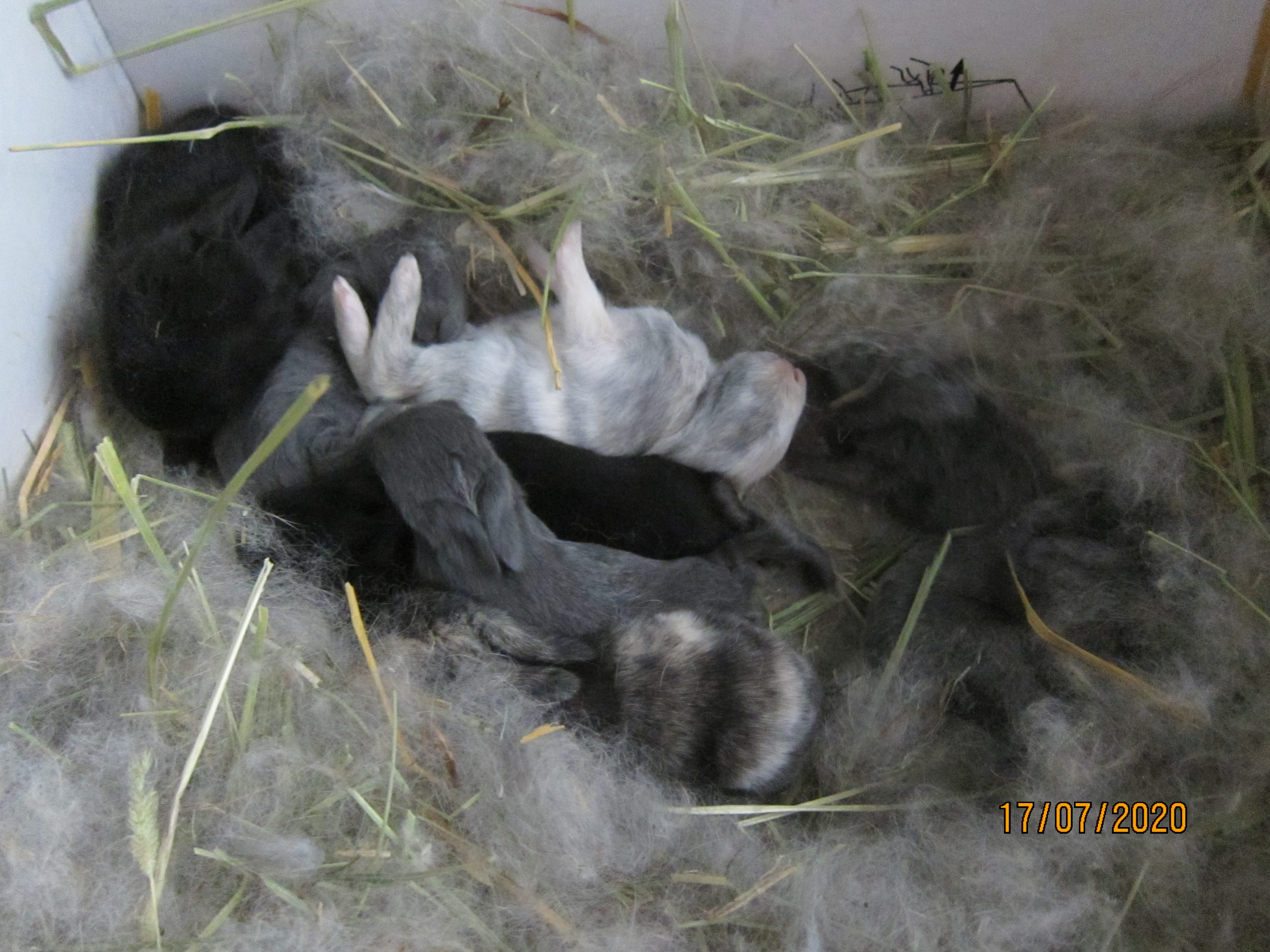 Newborn Bunnies from July 2020