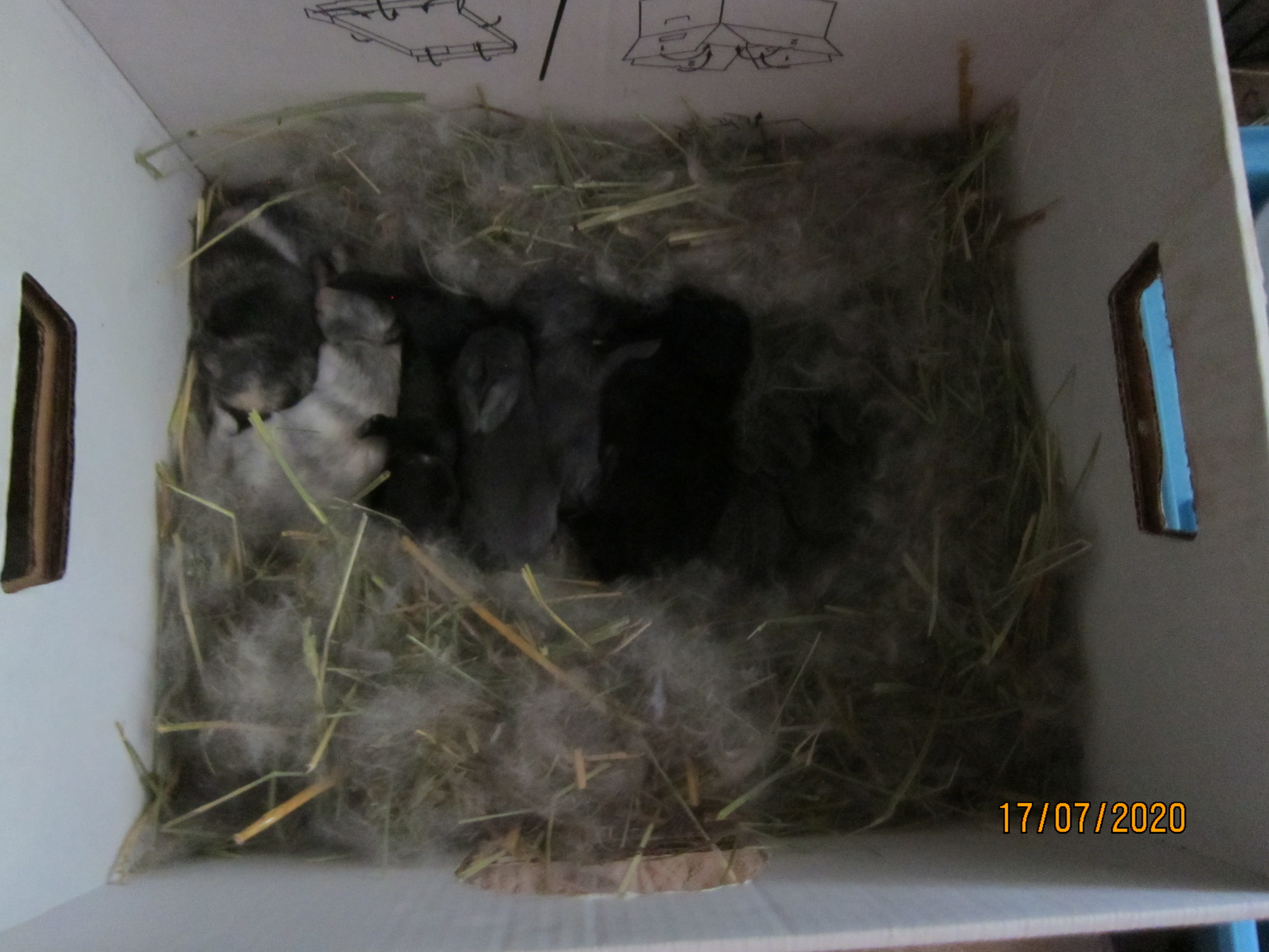 Newborn Bunnies from July 2020